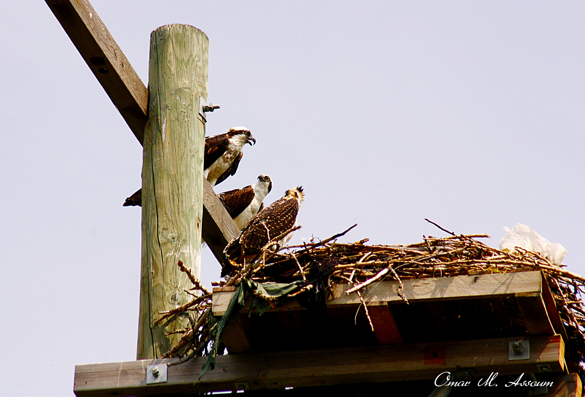Canon EF 75-300mm F4.0-5.6 IS USM sample photo. Osprey family talk photography