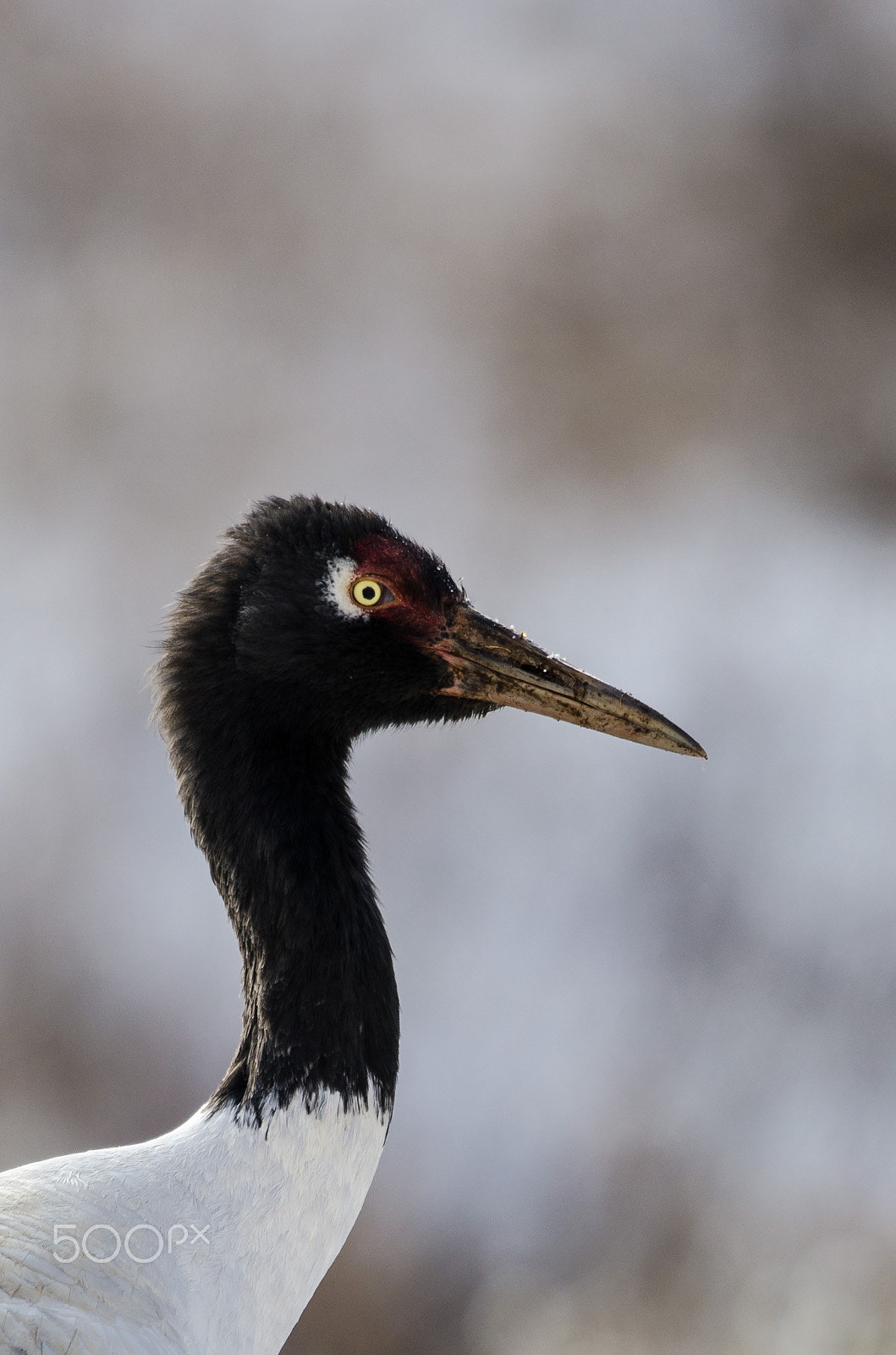 Nikon D7000 + Nikon AF-S Nikkor 500mm F4G ED VR sample photo. Black-necked crane photography