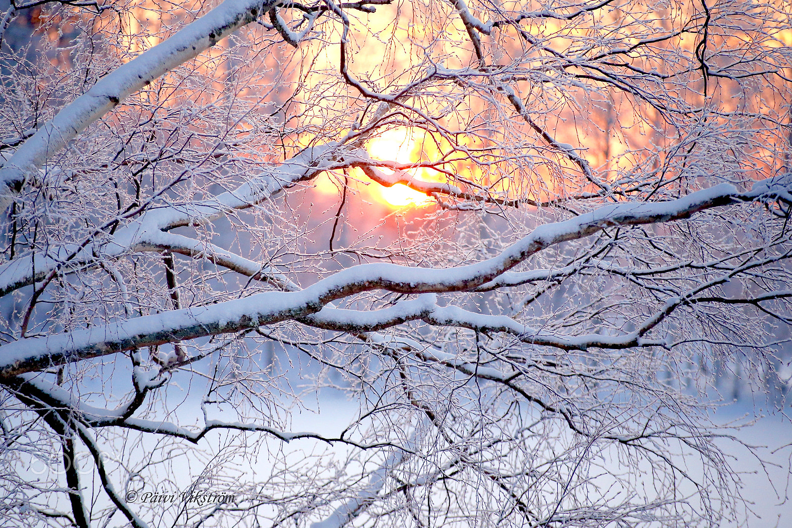 Canon EOS 6D + Canon 70-300mm sample photo. Snow covered tree branches at sunset photography