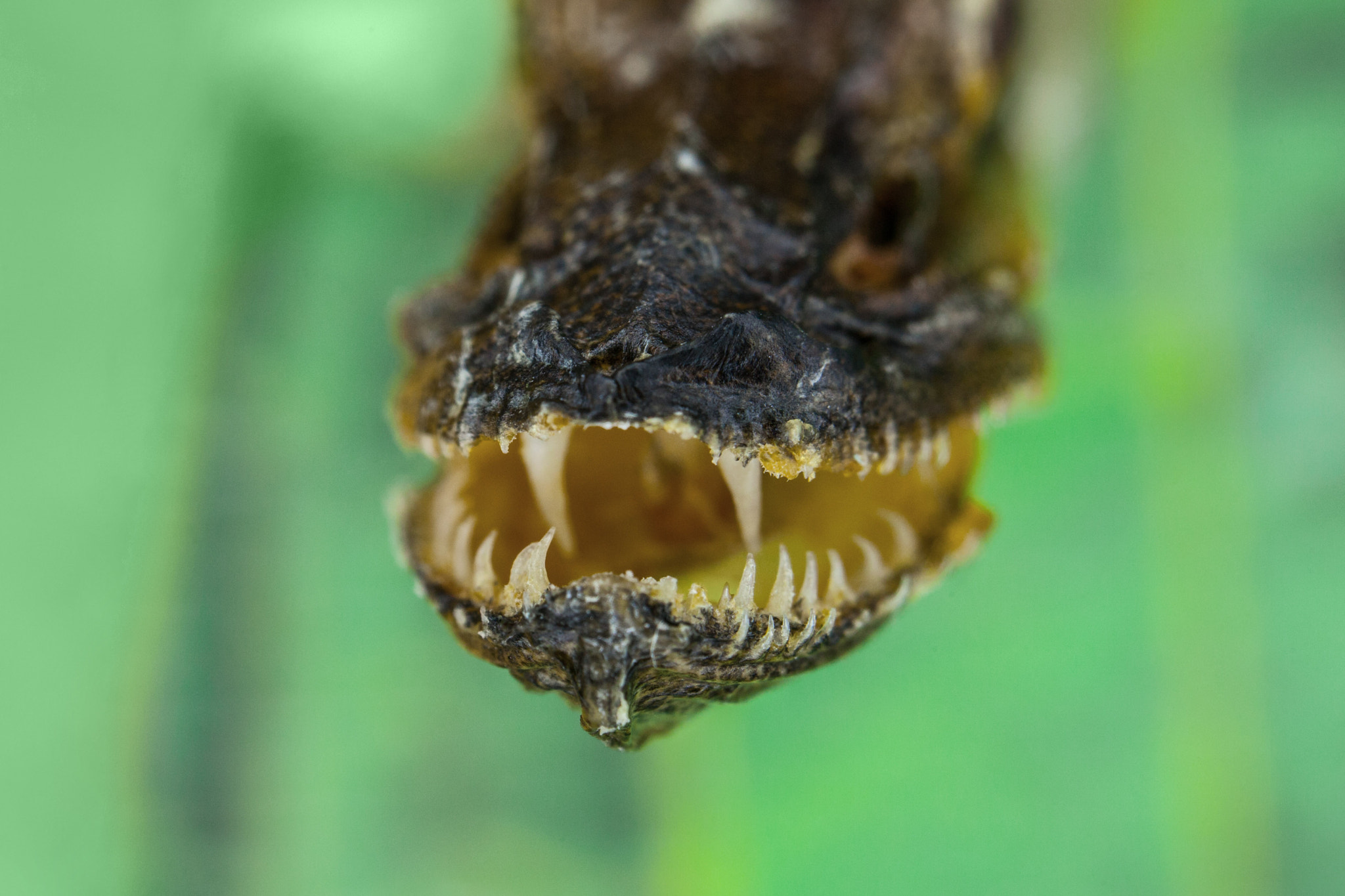 Canon EF 35-70mm f/3.5-4.5 sample photo. Predator photography