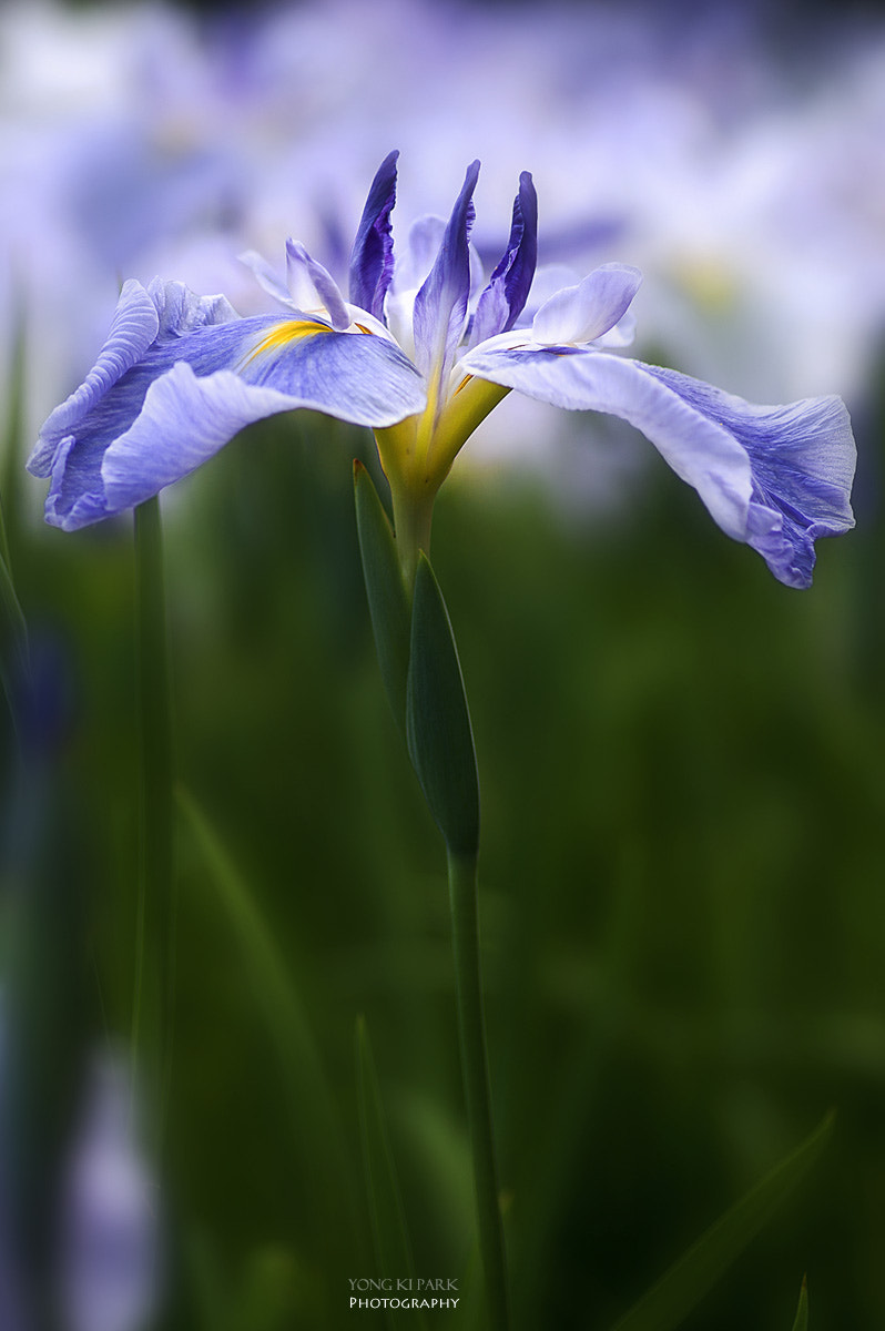 Pentax smc D-FA 100mm F2.8 macro sample photo. Dreaming iris photography