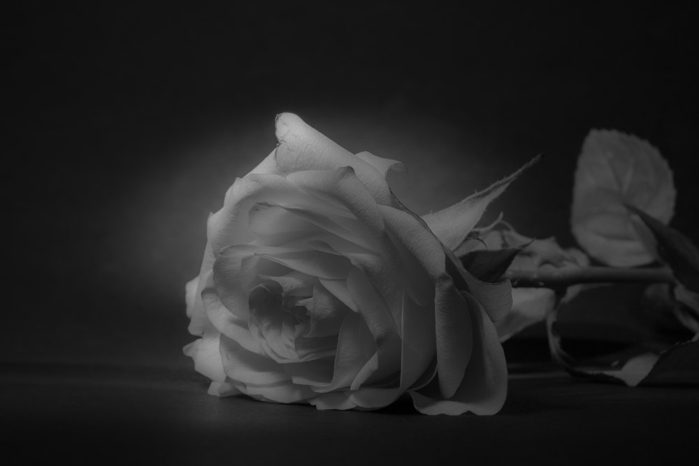 Canon EF 35-70mm f/3.5-4.5A sample photo. Rose photography