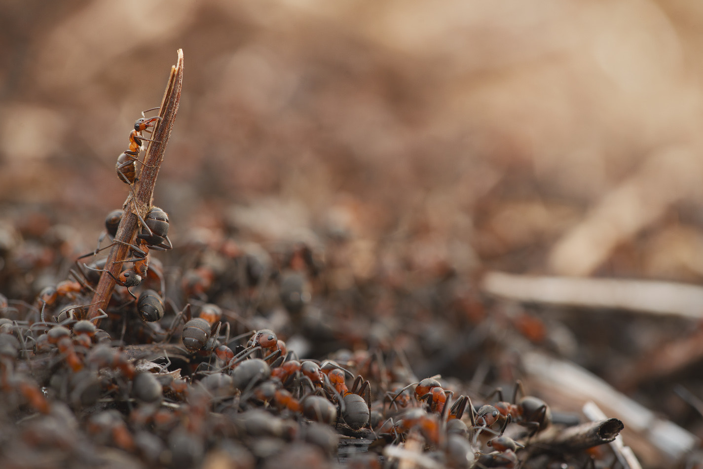 Sigma 150mm F2.8 EX DG Macro HSM sample photo. Up! photography