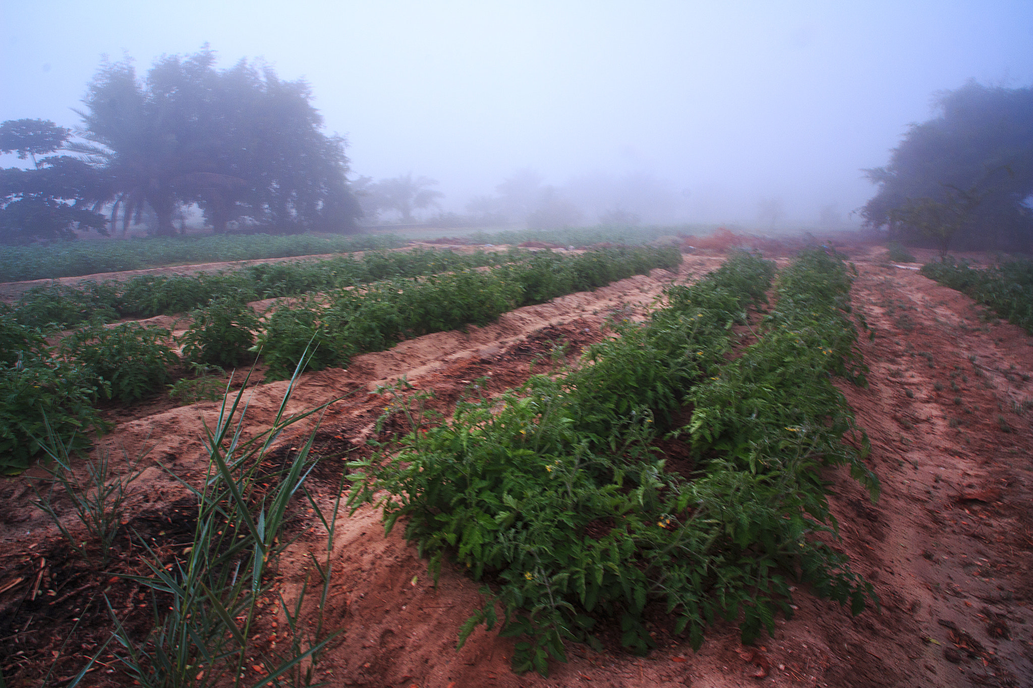 Canon EF-S 10-18mm F4.5–5.6 IS STM sample photo. Fog morning photography