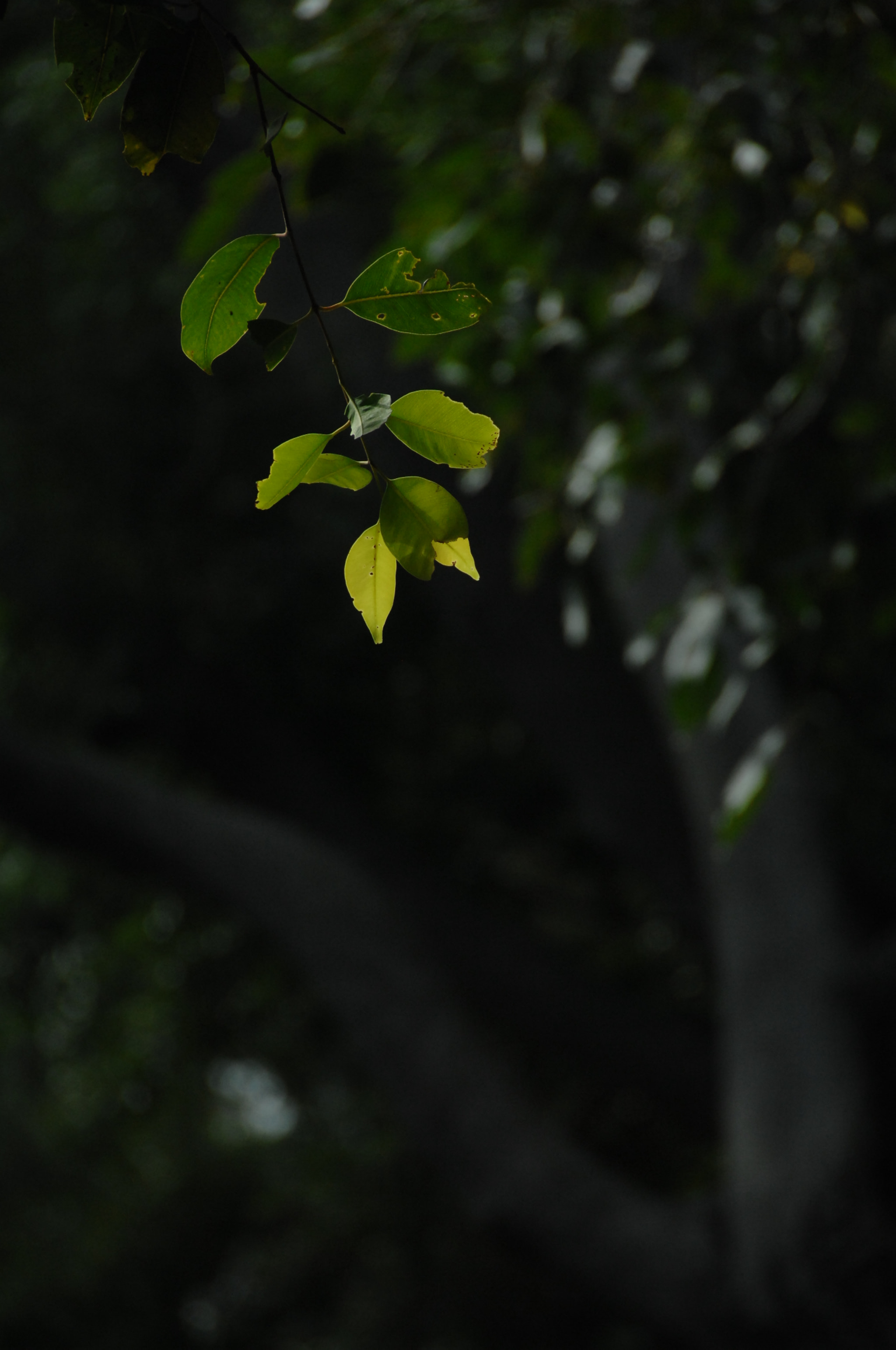 Nikon D2X sample photo. .. photography