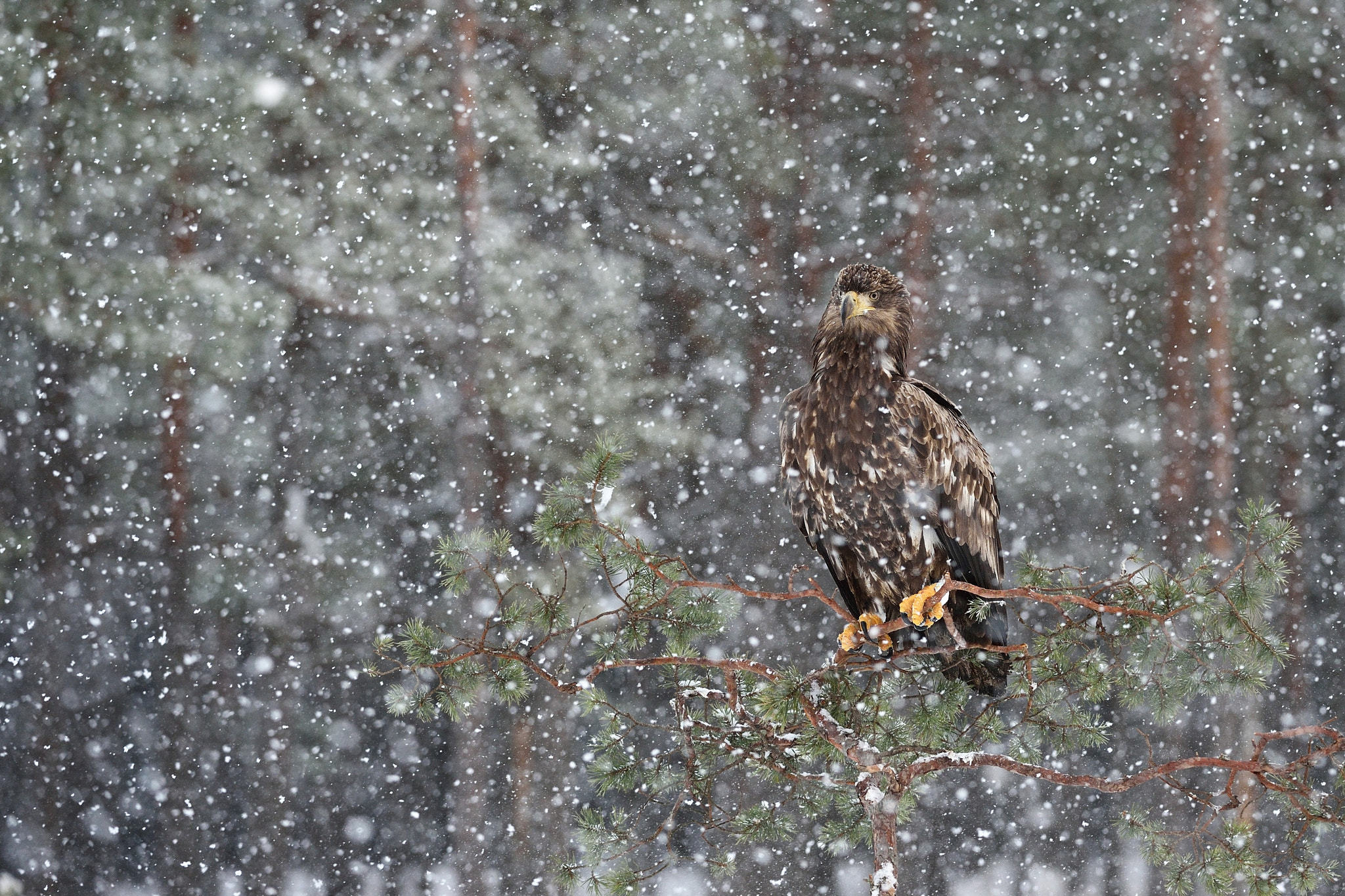 Nikon AF-S Nikkor 200-400mm F4G ED-IF VR sample photo. Winter emotions with white-tailed eagle photography