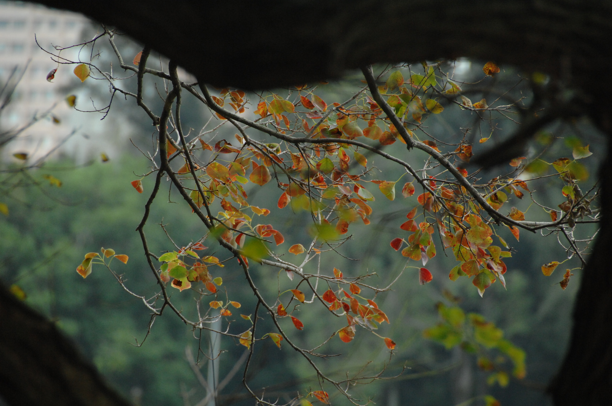 Nikon D2X sample photo. .. photography