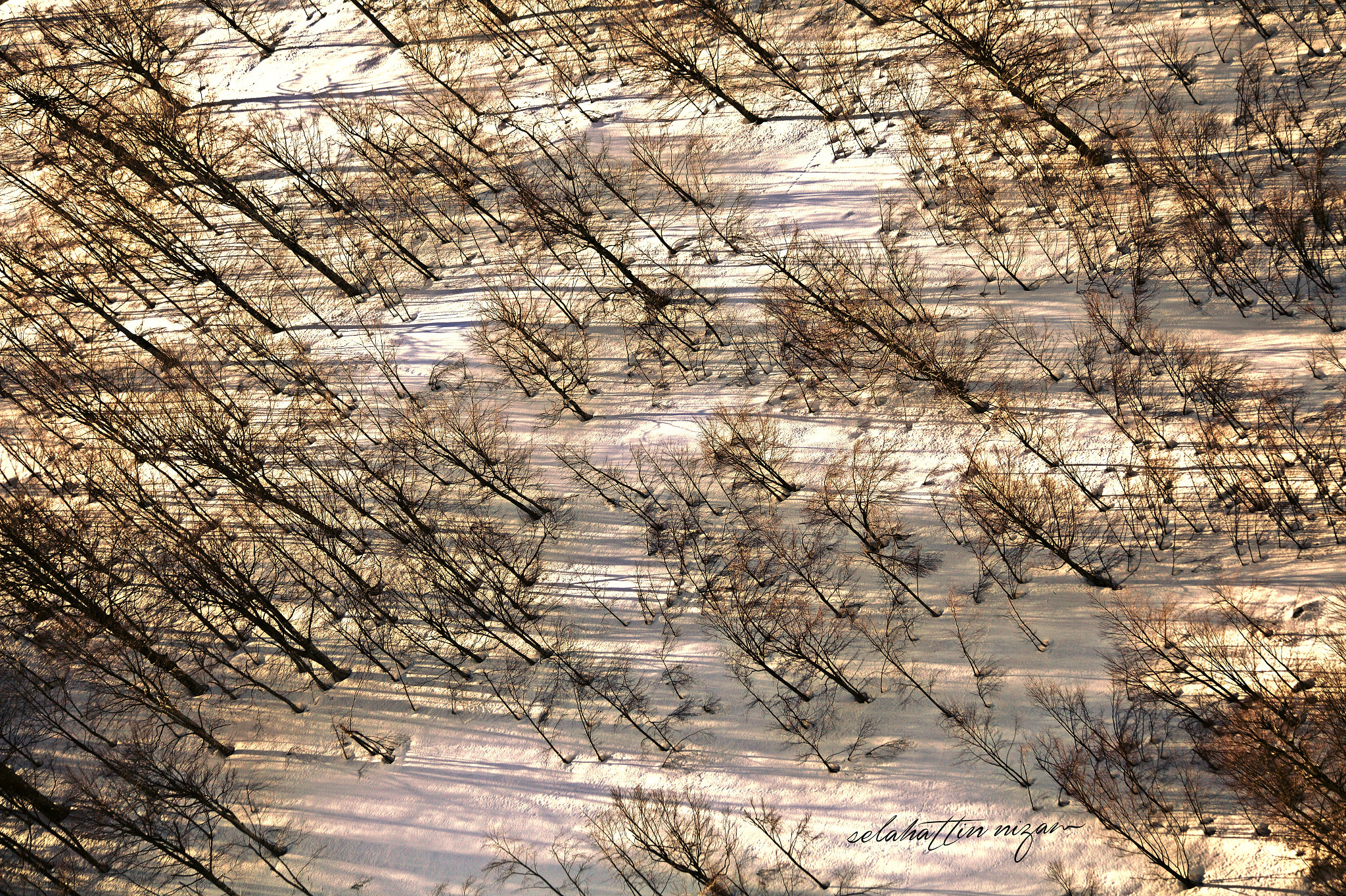 Canon EF 70-300mm F4-5.6 IS USM sample photo. Dance of trees photography
