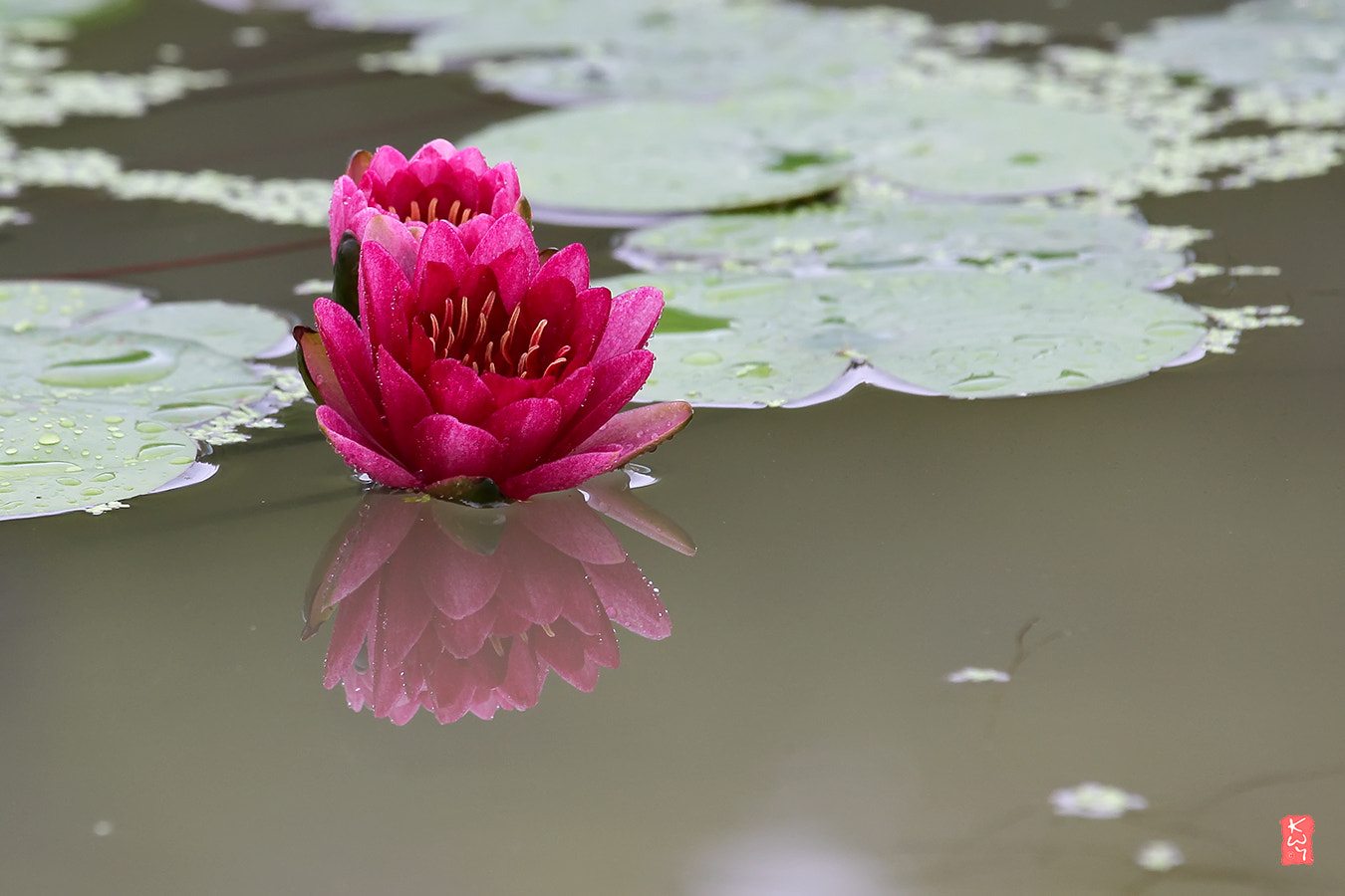 Canon EOS 100D (EOS Rebel SL1 / EOS Kiss X7) + Canon EF 70-200mm F4L IS USM sample photo. Water lily. photography