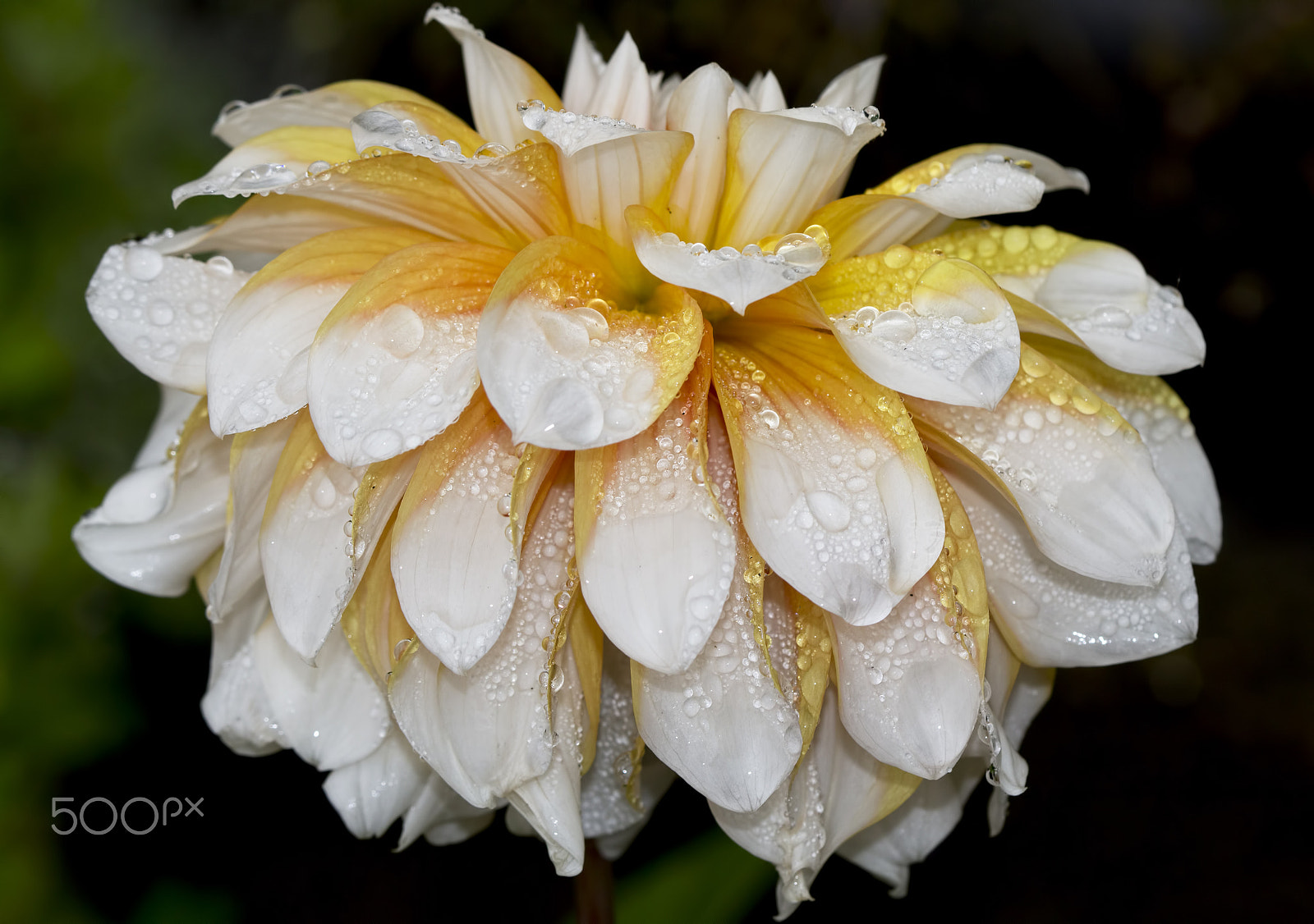 Canon EOS 60D + Canon EF 100mm F2.8 Macro USM sample photo. Damp dahlia photography