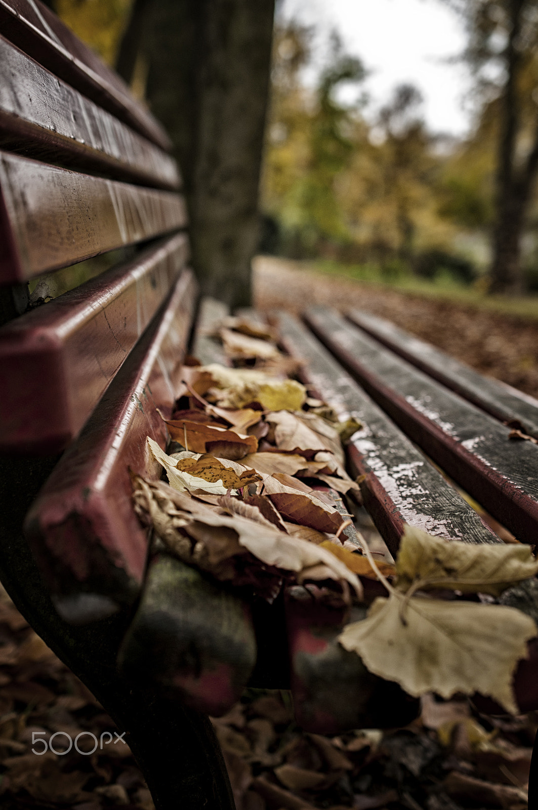 Nikon AF-S DX Micro Nikkor 40mm F2.8 sample photo. Herbst photography