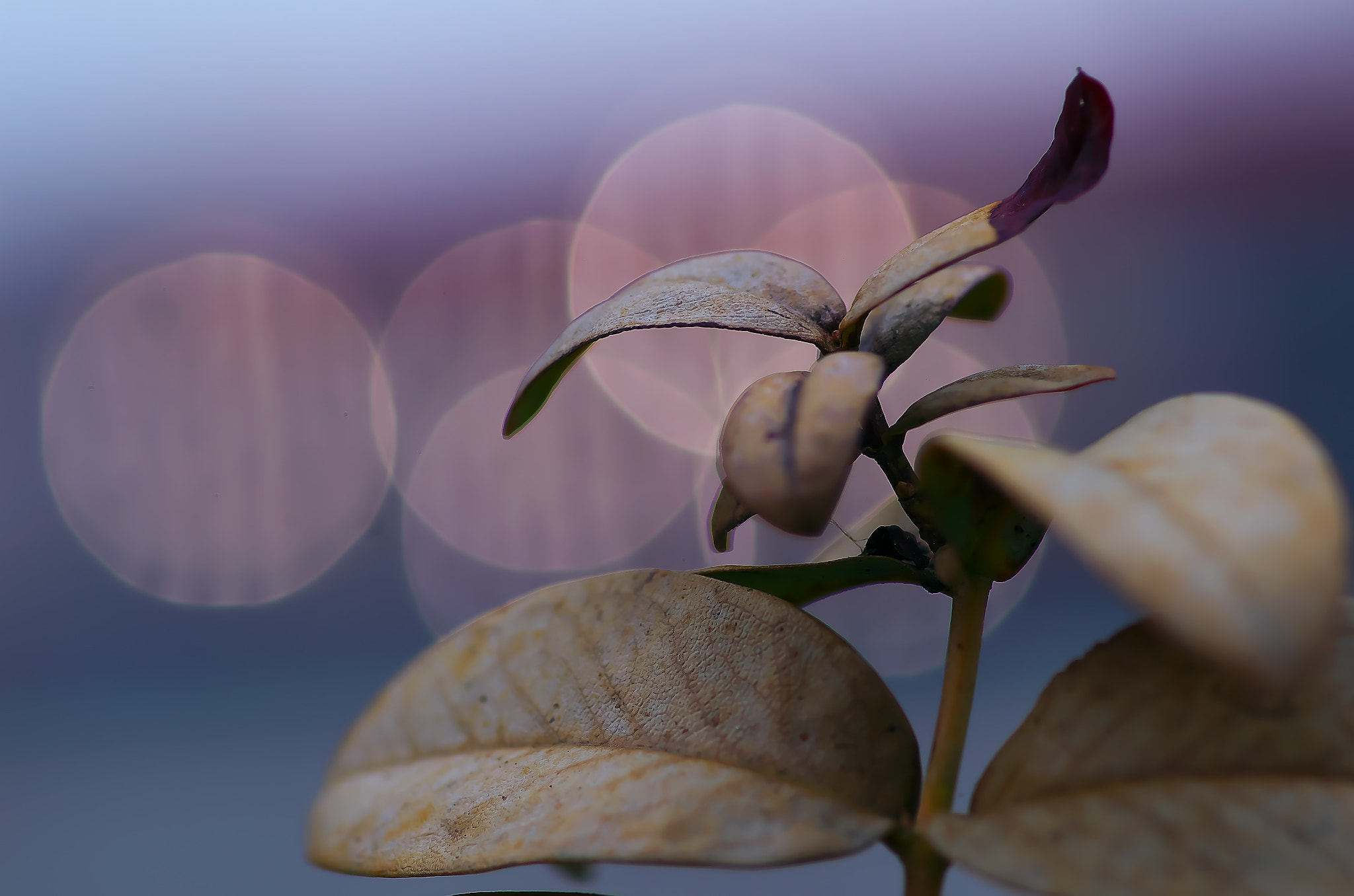 Pentax K-50 + Pentax smc D-FA 100mm F2.8 Macro WR sample photo. Dead leaves? photography