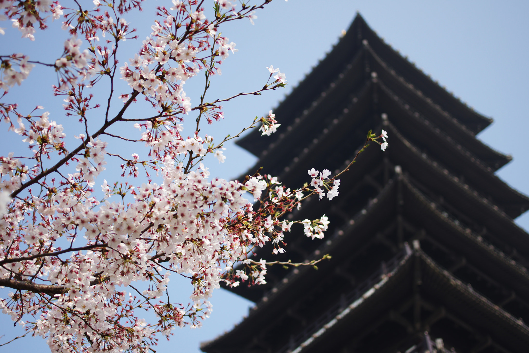 HD Pentax DA 35mm F2.8 Macro Limited sample photo. Sakura photography