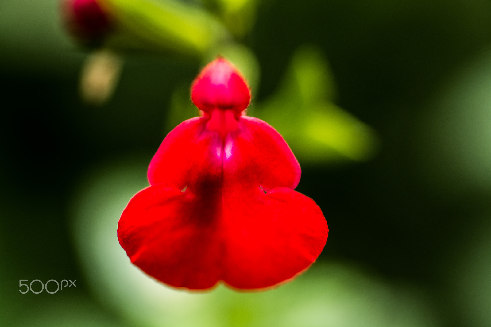 Tamron SP AF 90mm F2.8 Di Macro sample photo. Dsc_3405.jpg photography