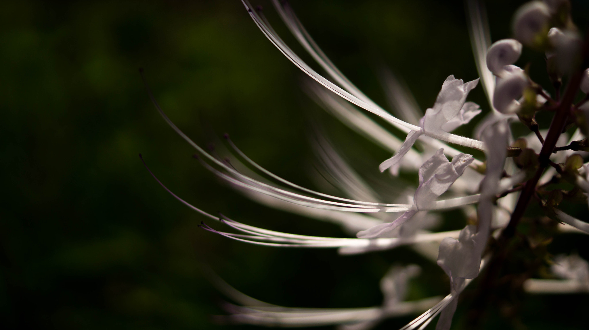 Sony SLT-A58 + Sony DT 30mm F2.8 Macro SAM sample photo. Flora photography