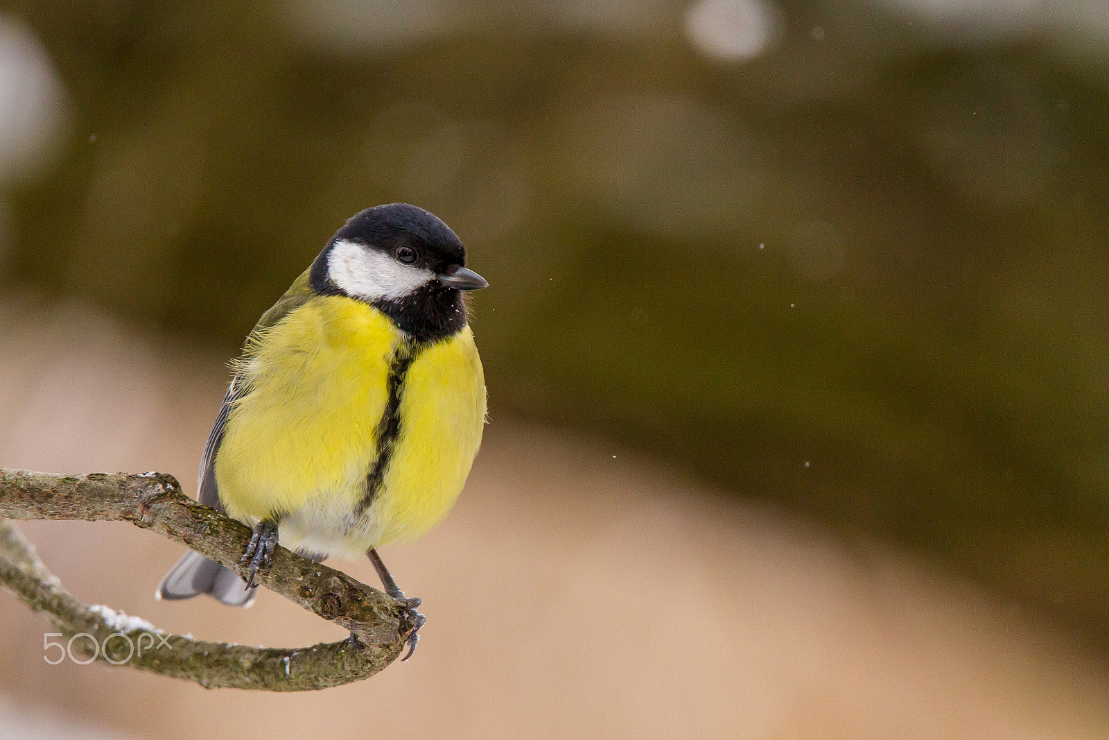 Canon EOS 7D + Tamron SP 150-600mm F5-6.3 Di VC USD sample photo. Great tit photography