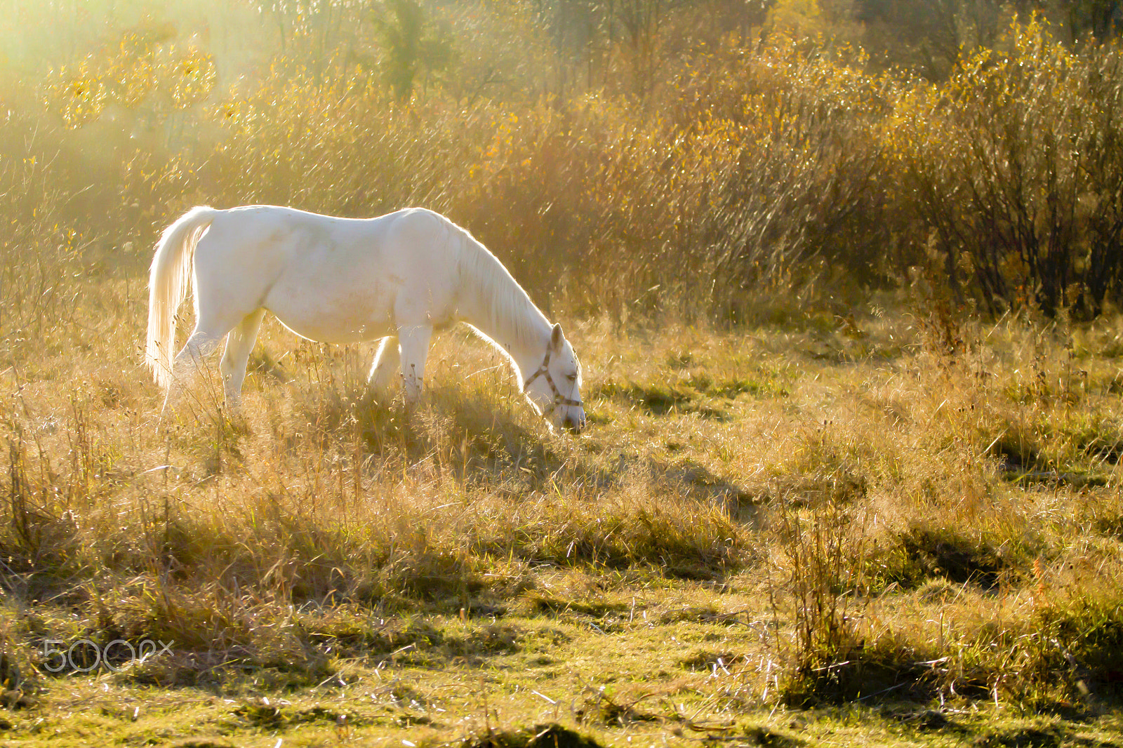 Canon EOS 1100D (EOS Rebel T3 / EOS Kiss X50) + Canon EF 70-200mm F4L USM sample photo. White horse in light of sun photography