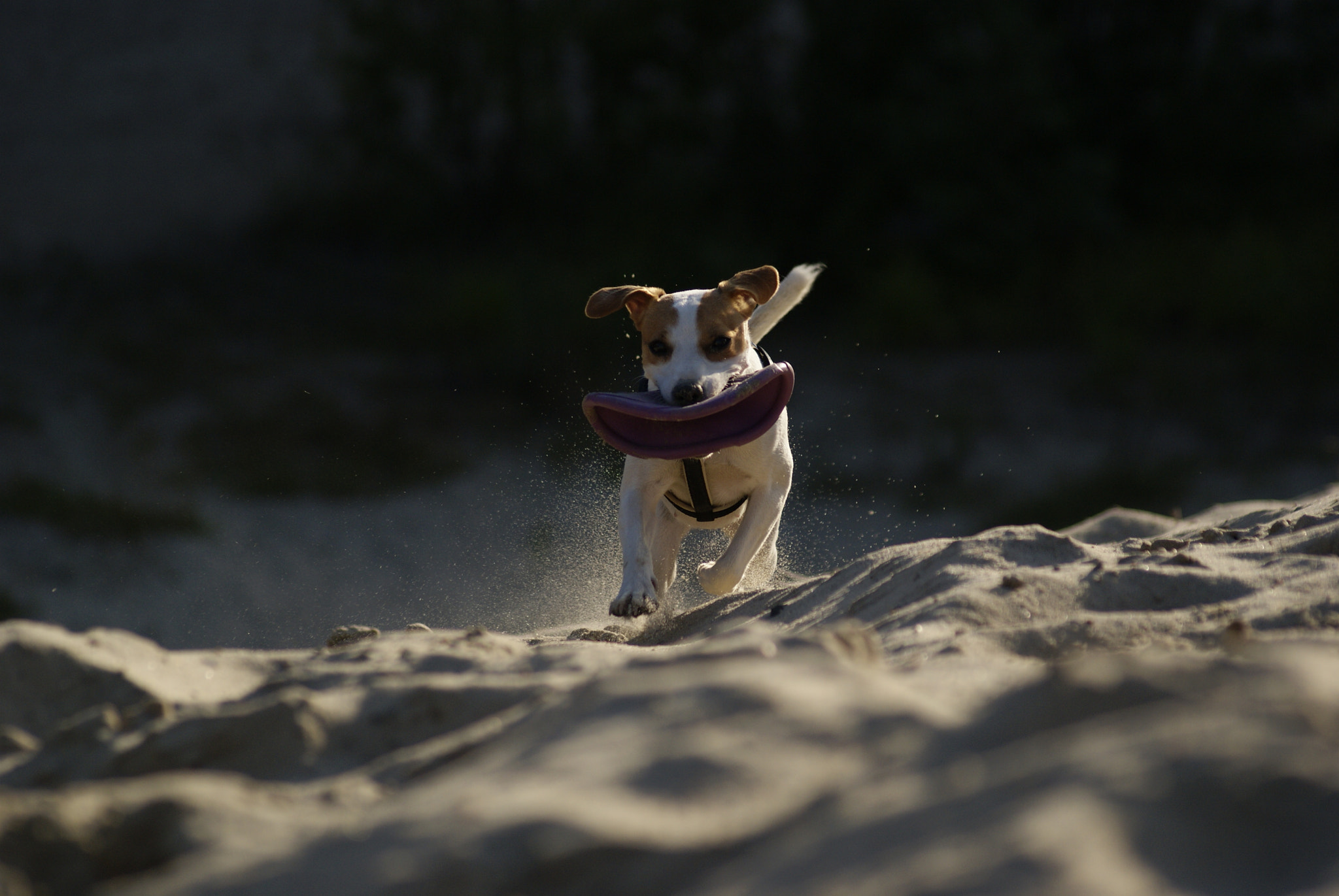 Sony Alpha DSLR-A230 + Sigma 70-300mm F4-5.6 DL Macro sample photo. Playing puppy photography