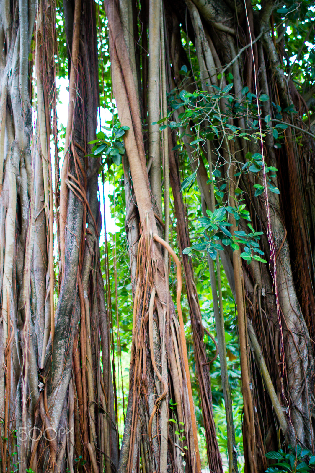 Canon EOS 60D + Canon EF 35mm F1.4L USM sample photo. Maldives island kuramathi photography