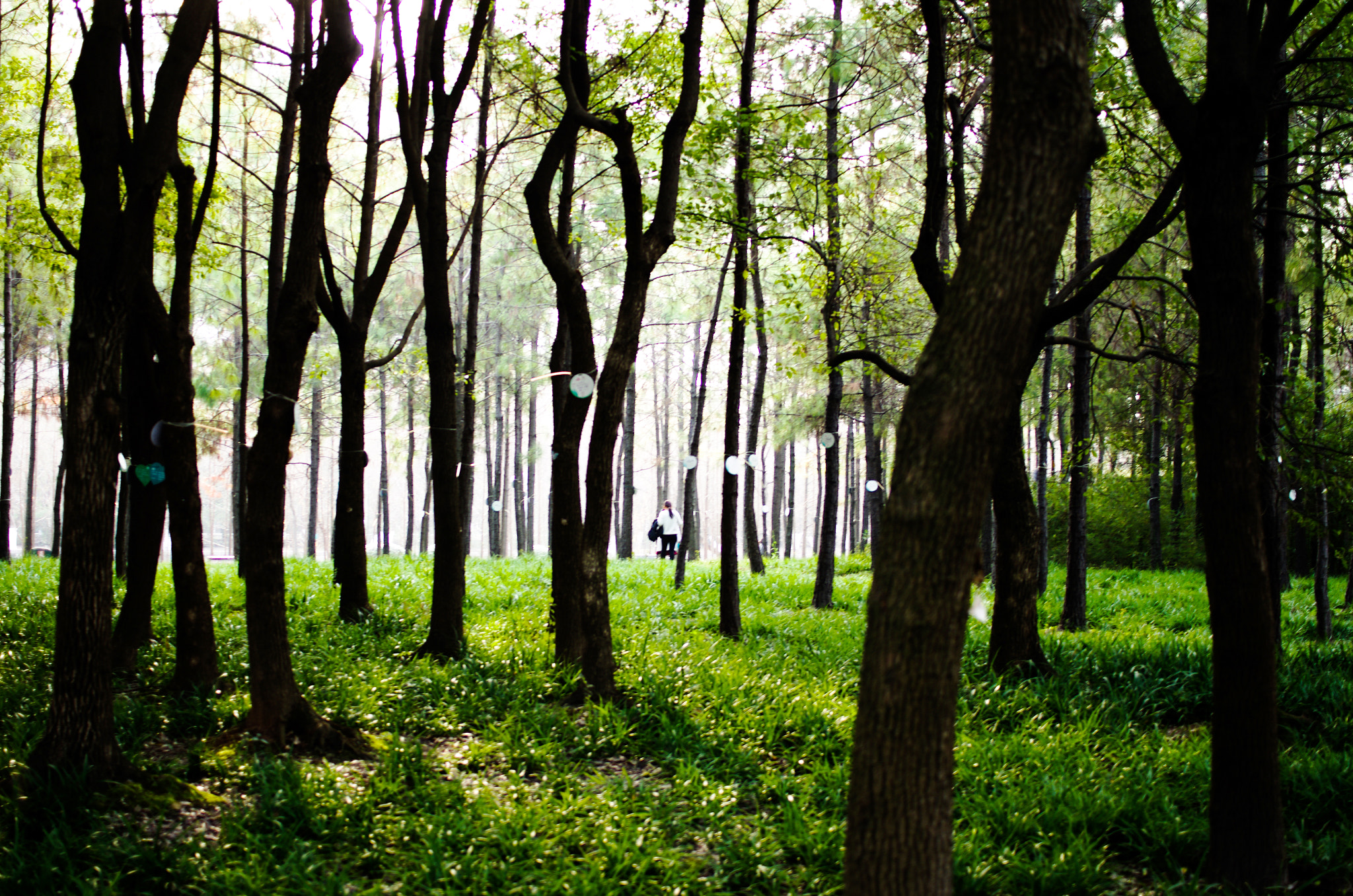 HD Pentax DA 35mm F2.8 Macro Limited sample photo. Trees photography