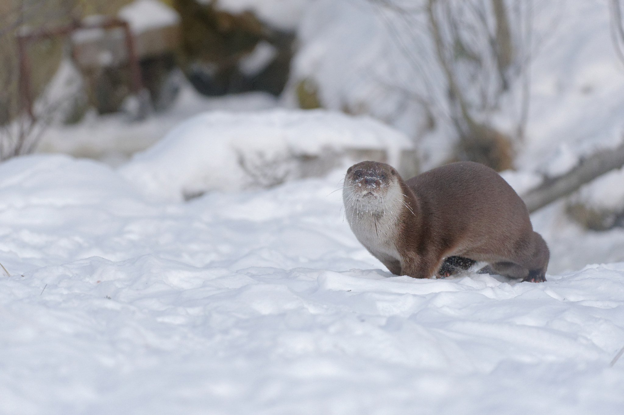 Nikon AF-S Nikkor 200-400mm F4G ED-IF VR sample photo. Otter in snow photography