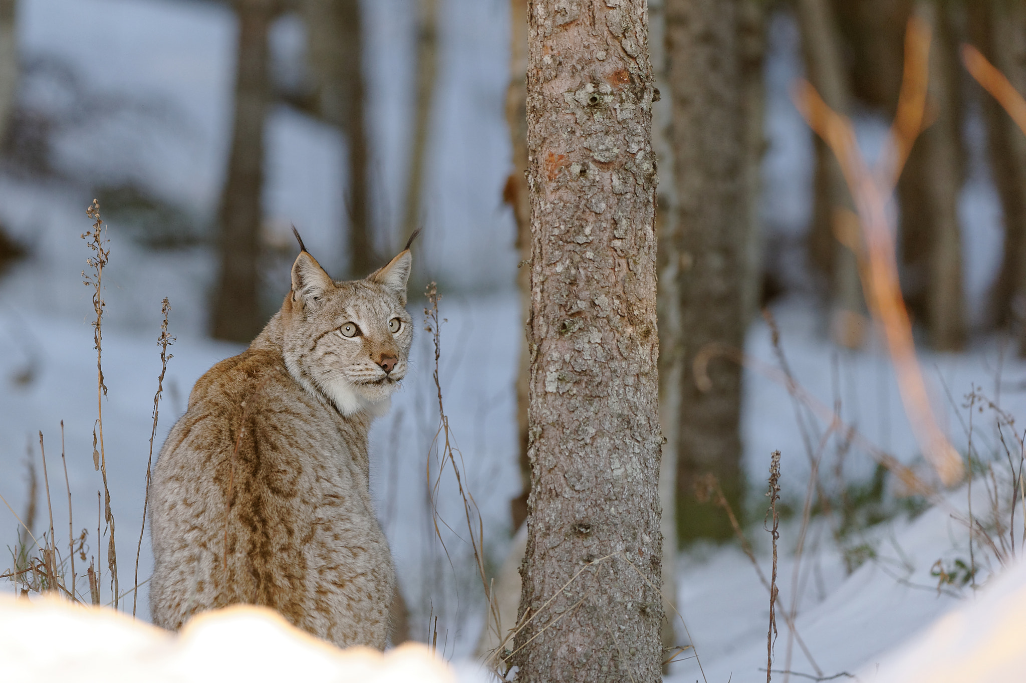 Nikon AF-S Nikkor 200-400mm F4G ED-IF VR sample photo. Lynx photography