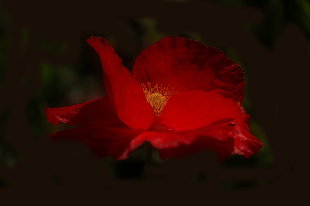Pentax K110D sample photo. О Кармен photography