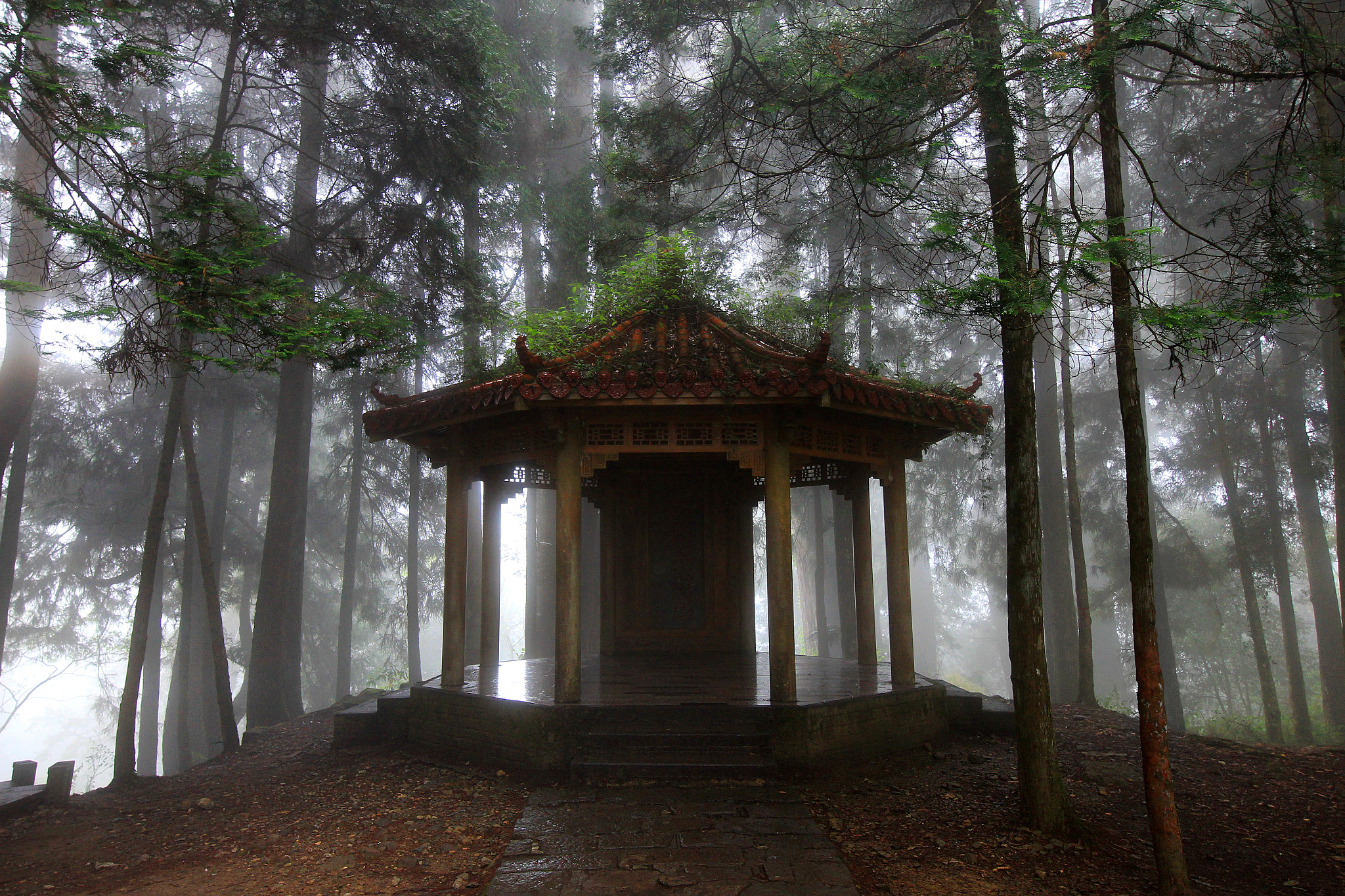 Canon EOS 60D + Canon EF 300mm f/2.8L sample photo. On alishan in the afternoon photography