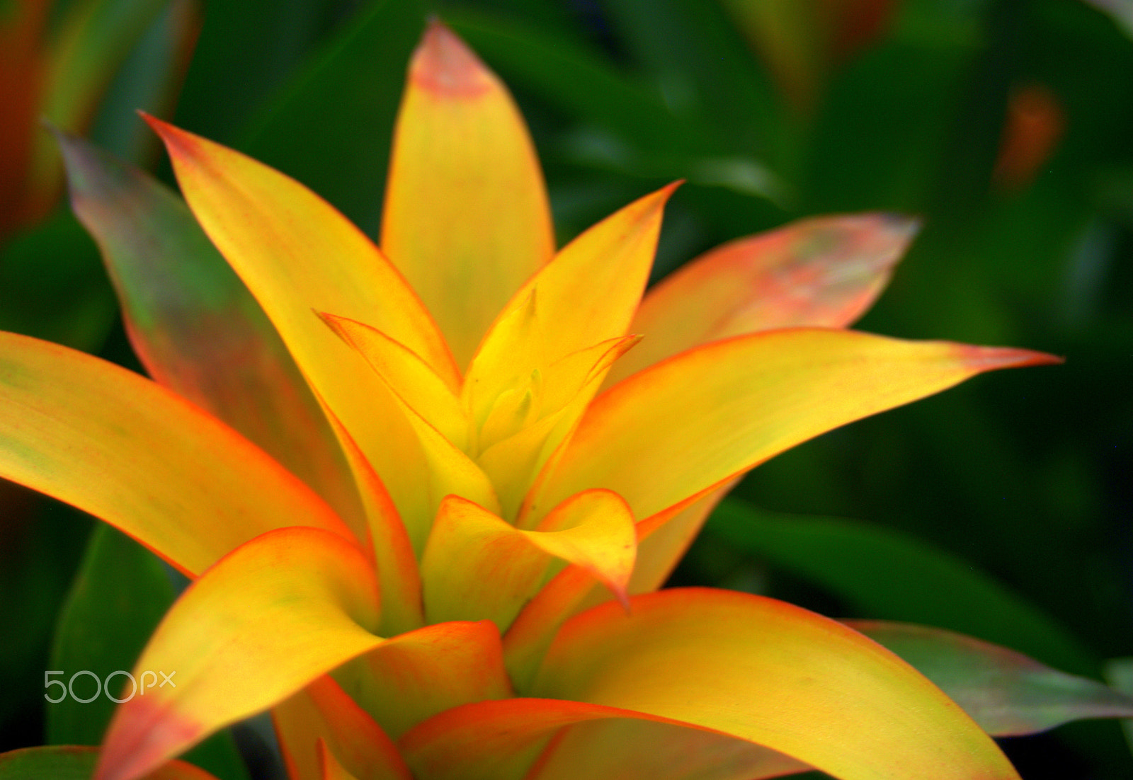 Sigma 28-90mm F3.5-5.6 Macro sample photo. Bromeliad photography