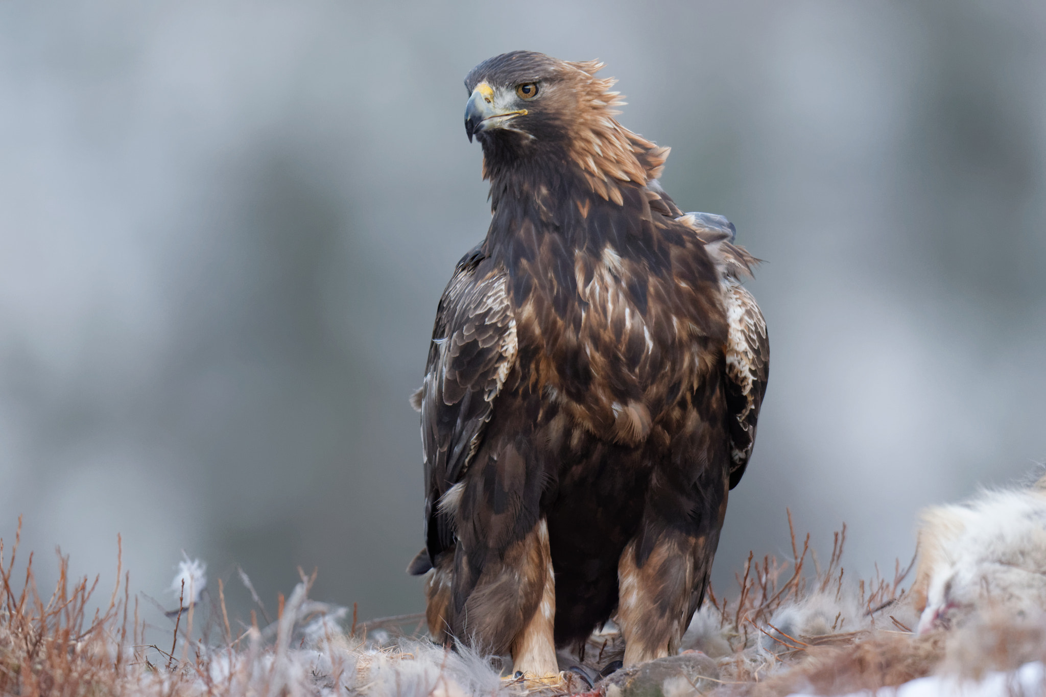 Nikon D5300 + Nikon AF-S Nikkor 600mm F4G ED VR sample photo. Golden eagle photography