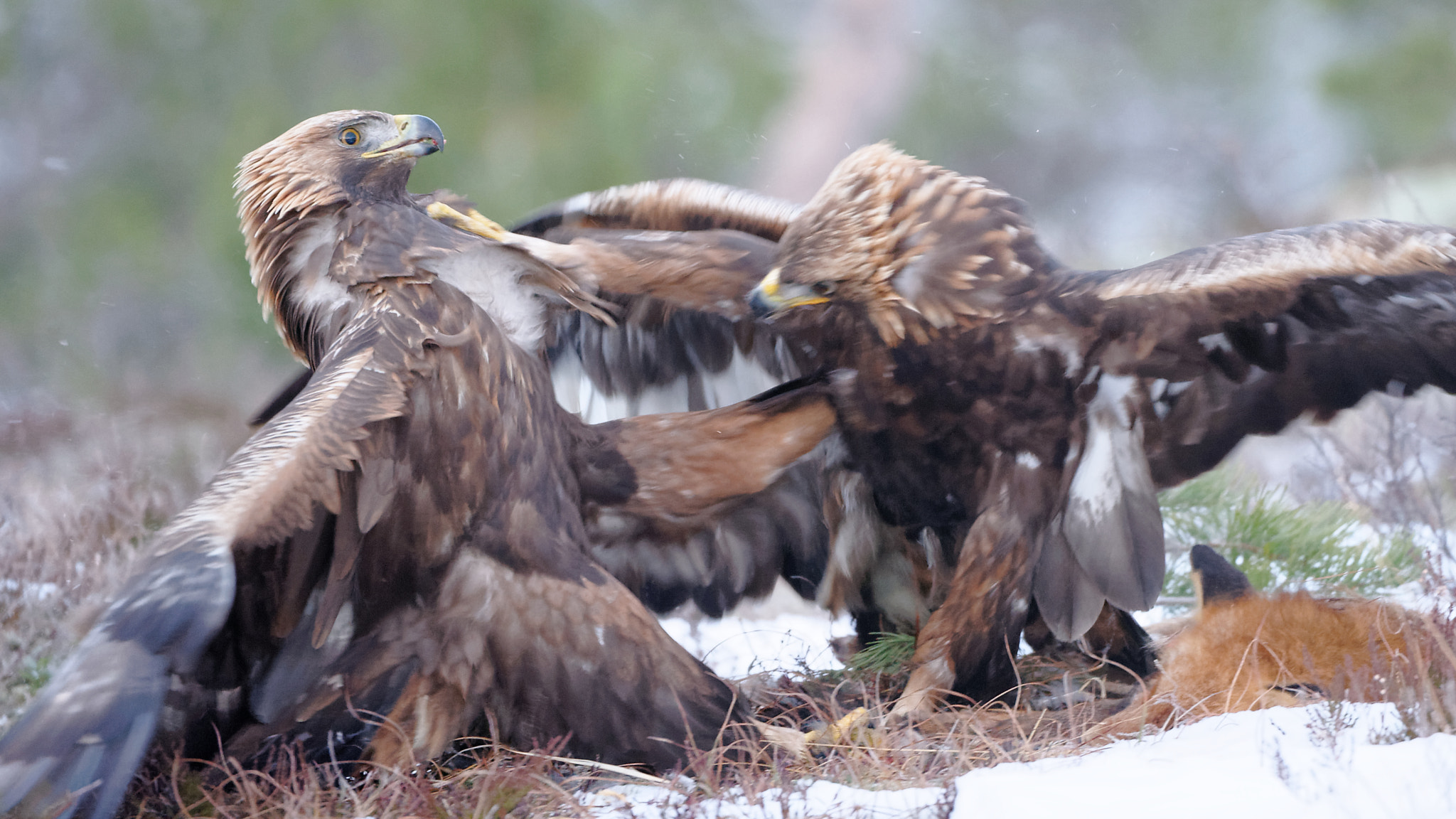 Nikon D3S sample photo. The fight photography