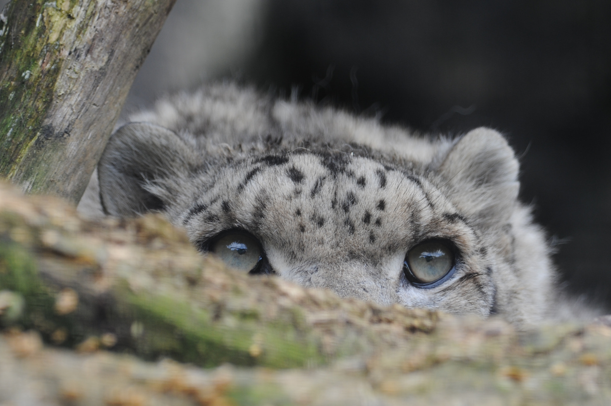 Nikon AF-S Nikkor 300mm F2.8G ED VR II sample photo. Hide and seek photography