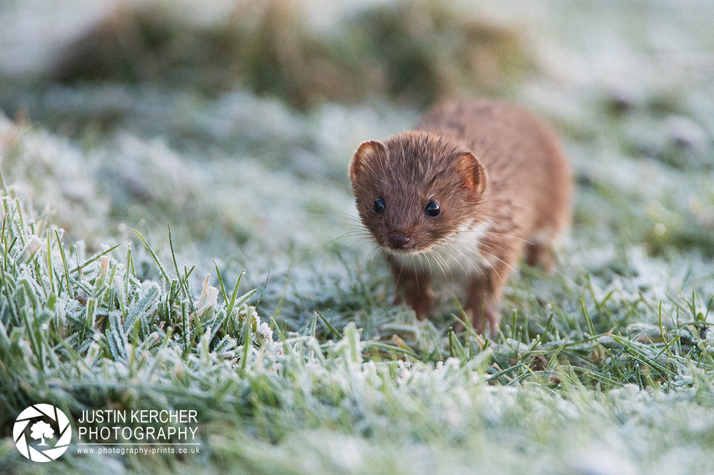 Nikon AF-S Nikkor 200-400mm F4G ED-IF VR sample photo. Frozen weasel photography