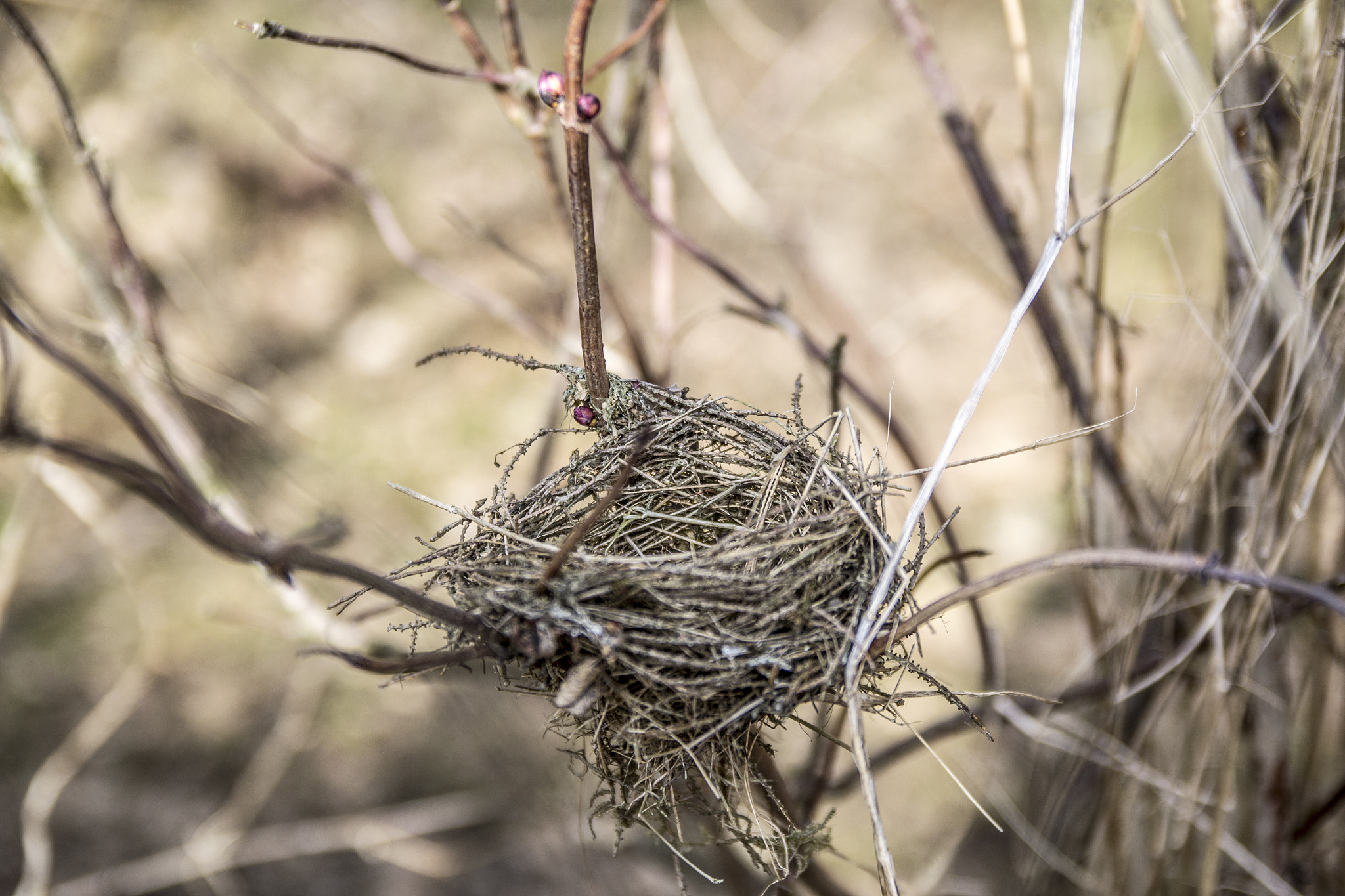 Nikon D3100 + Sigma 18-50mm F2.8 EX DC Macro sample photo. Empty bird nest with tree branches photography