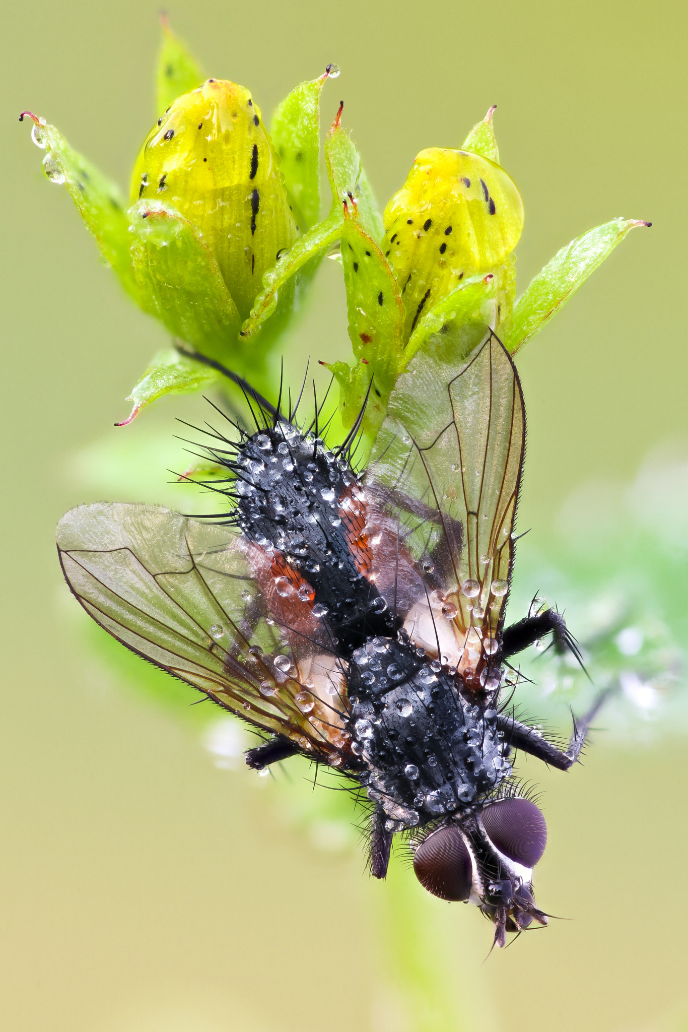 Canon EF 180mm F3.5L Macro USM sample photo. Eriothrix on st john's wort photography