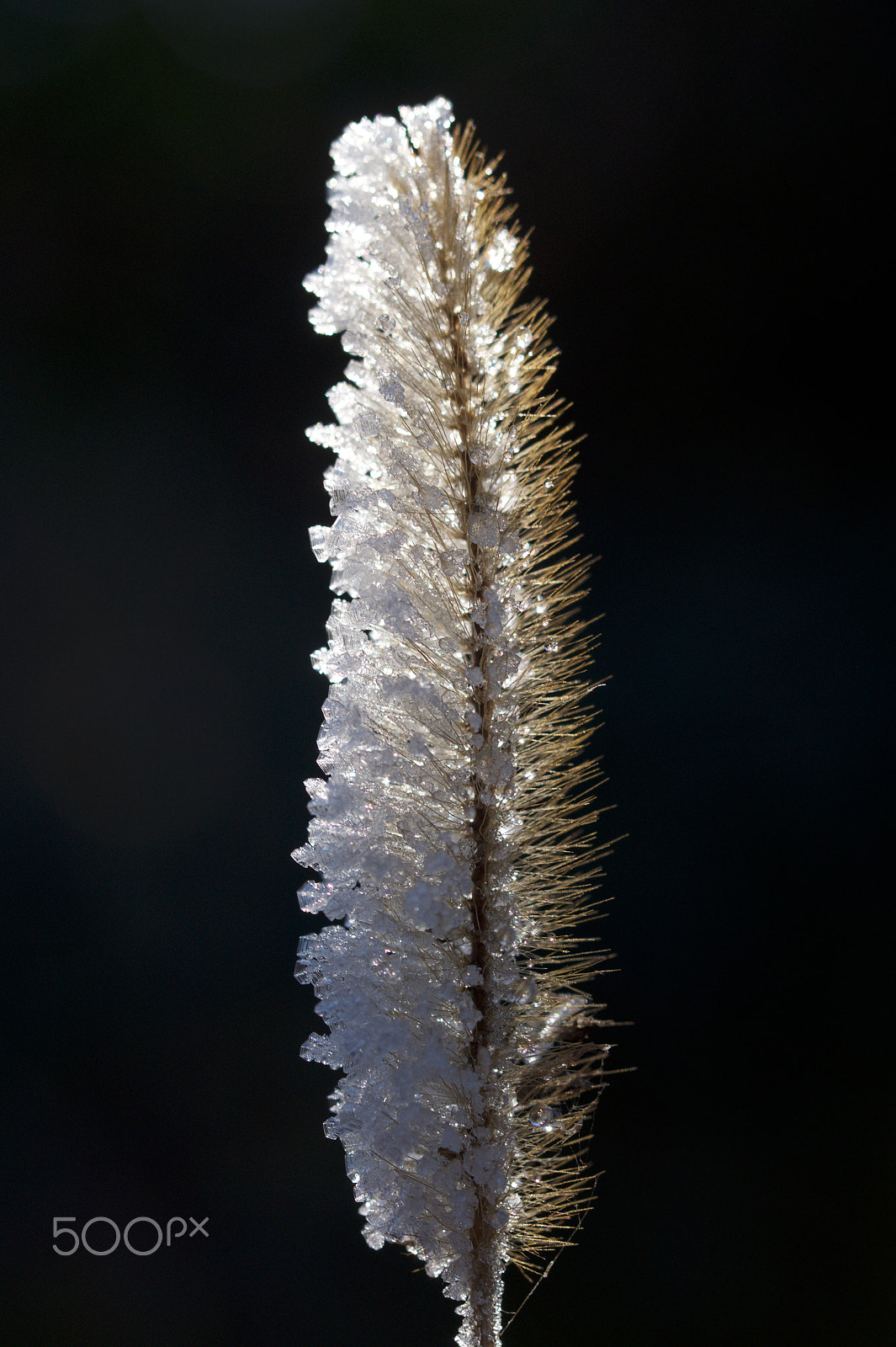 Sony SLT-A58 + 90mm F2.8 Macro SSM sample photo. Ice and plants.jpg photography