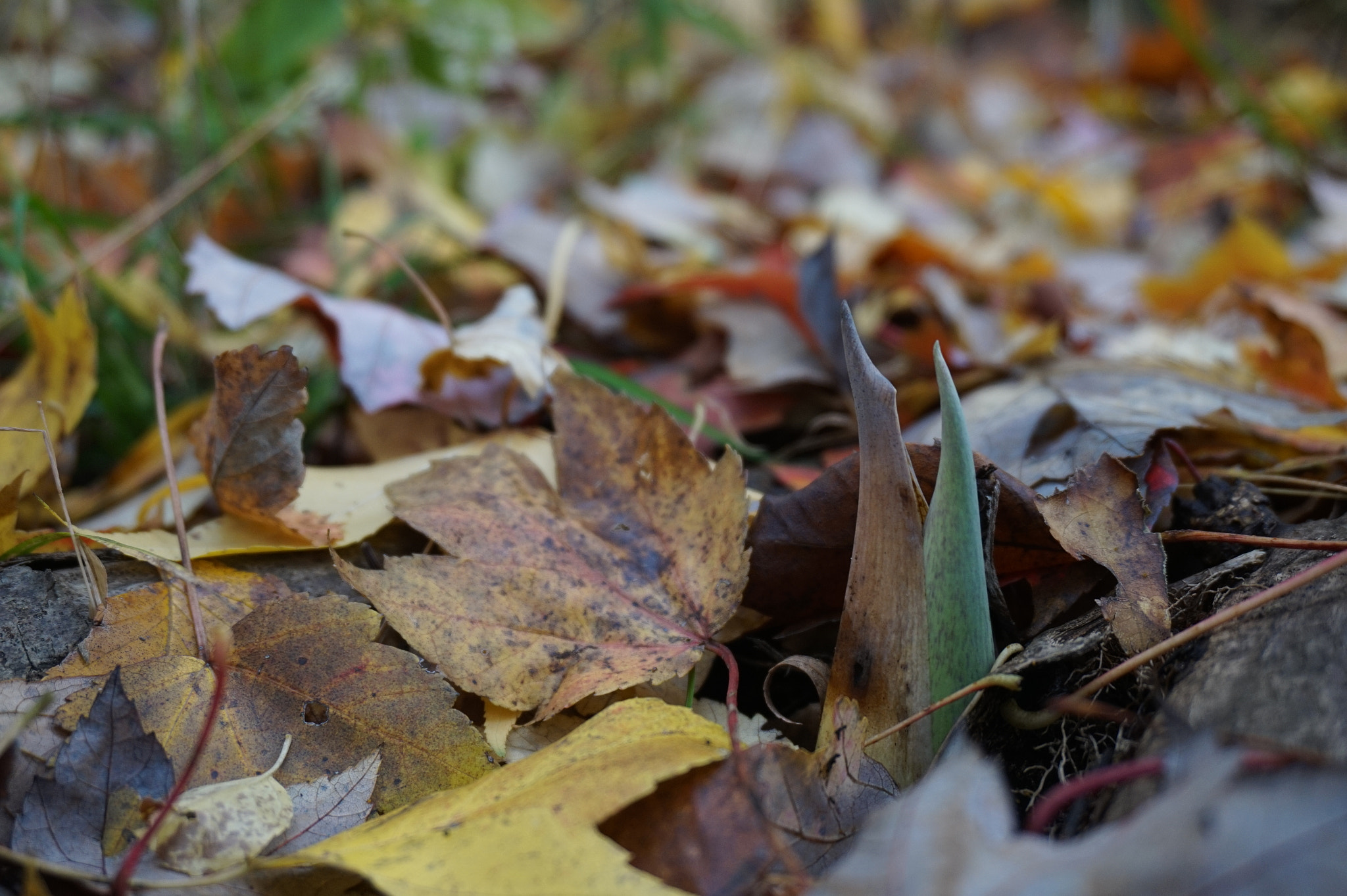 Sony E 16-50mm F3.5-5.6 PZ OSS sample photo. Plant fall photography