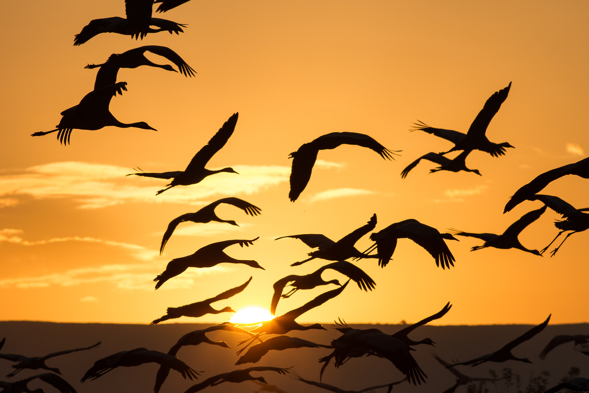 Canon EOS 7D + Canon EF 200mm F2.8L II USM sample photo. Saritkw_3970.jpg photography