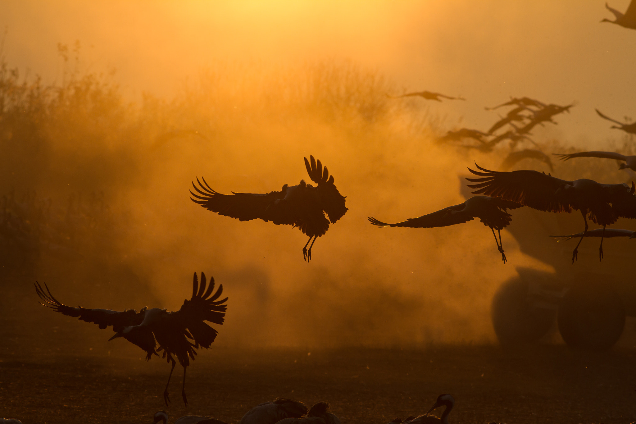 Canon EOS 7D + Canon EF 200mm F2.8L II USM sample photo. Saritkw_4039.jpg photography