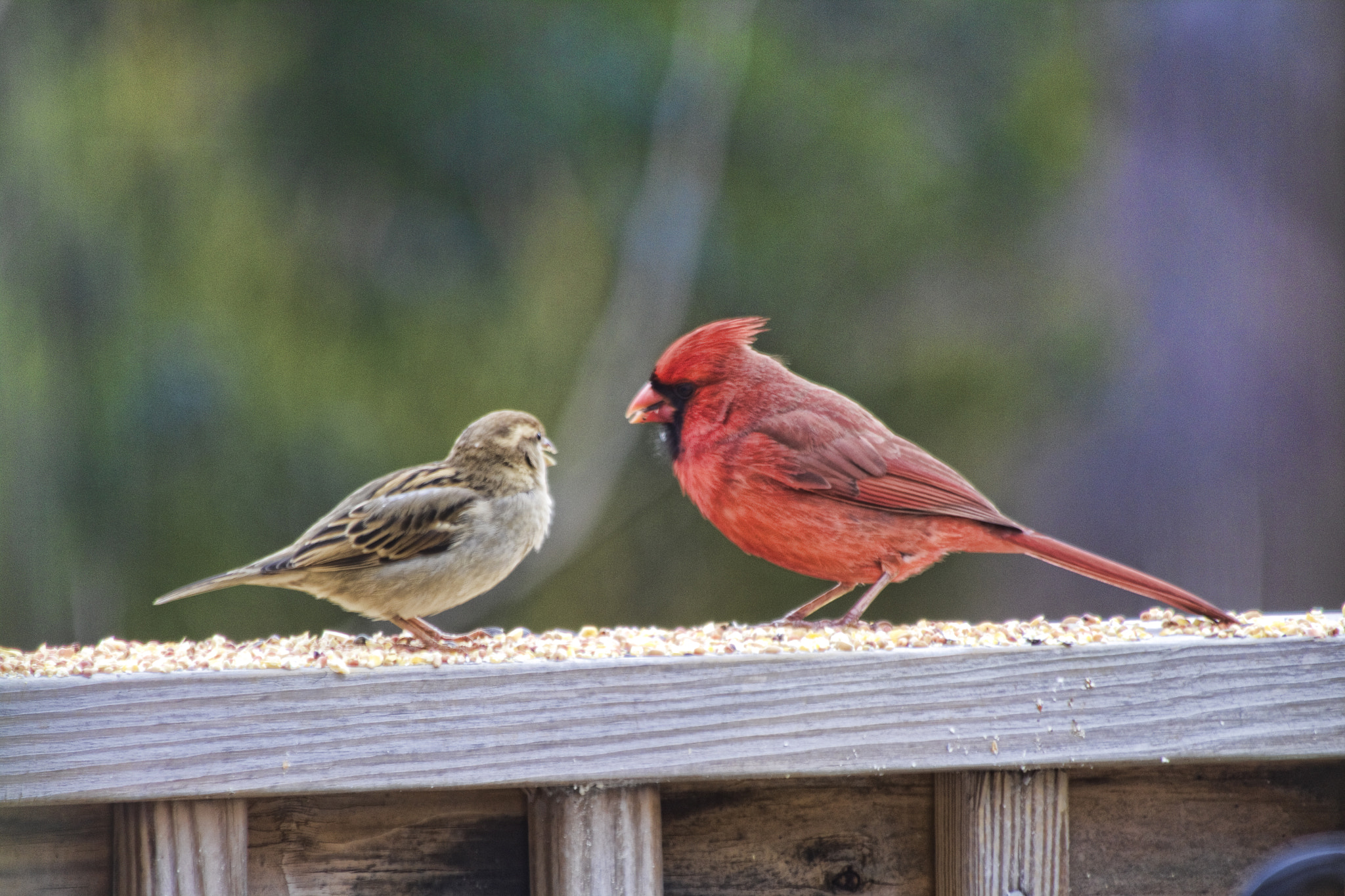 Canon EF 70-300mm F4-5.6 IS USM sample photo. Two birds photography