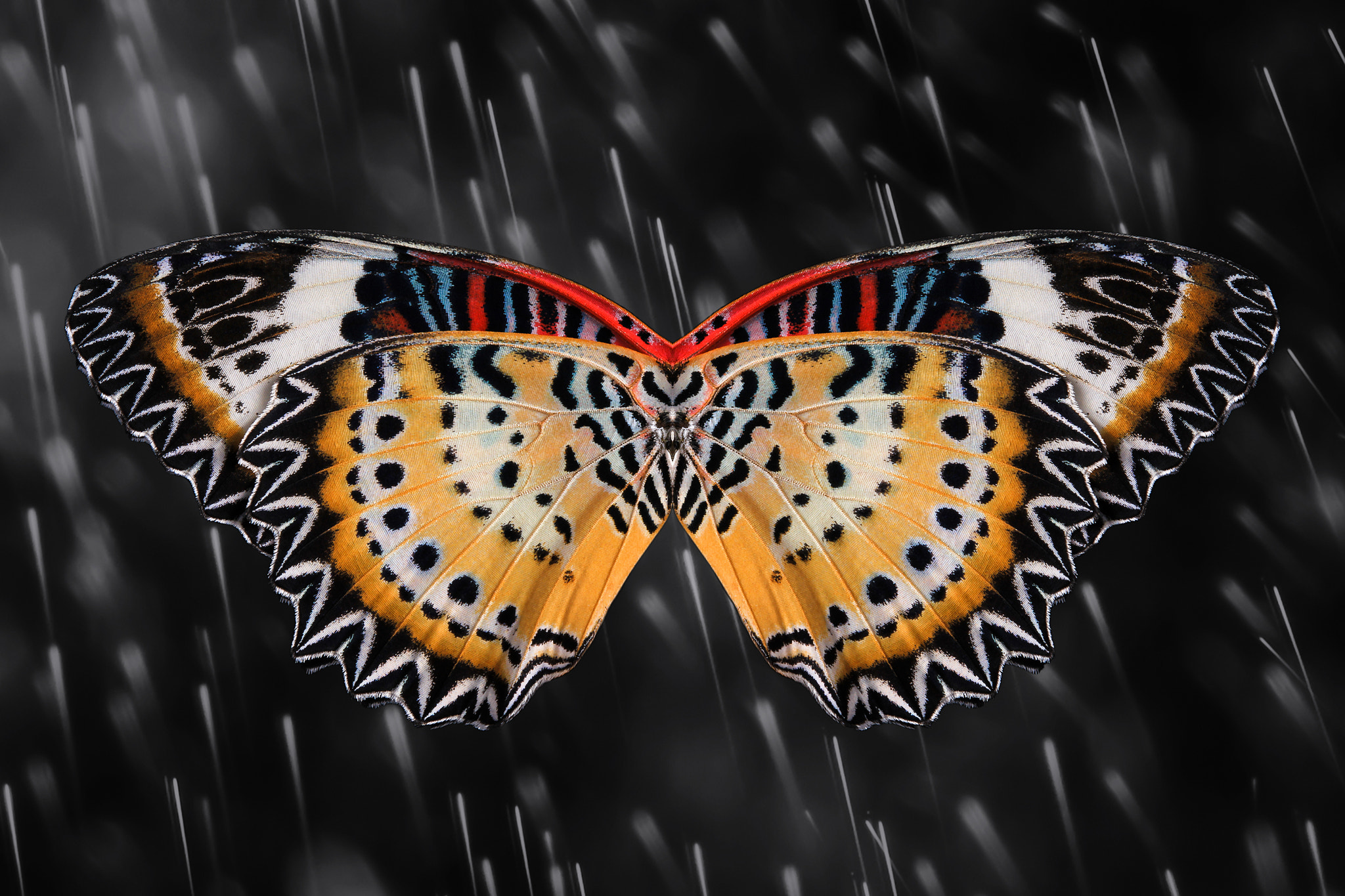 Canon EOS 60D + Canon EF 100mm F2.8 Macro USM sample photo. Butterfly wings photography