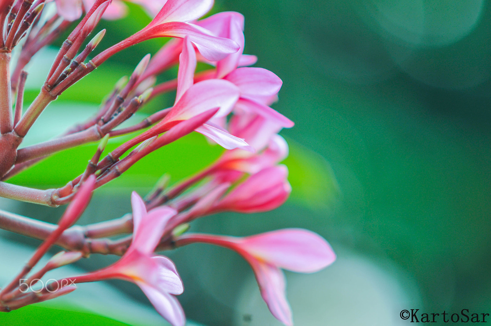 Nikon D300S + AF DC-Nikkor 135mm f/2D sample photo. All flowers in time bend towards the sun photography