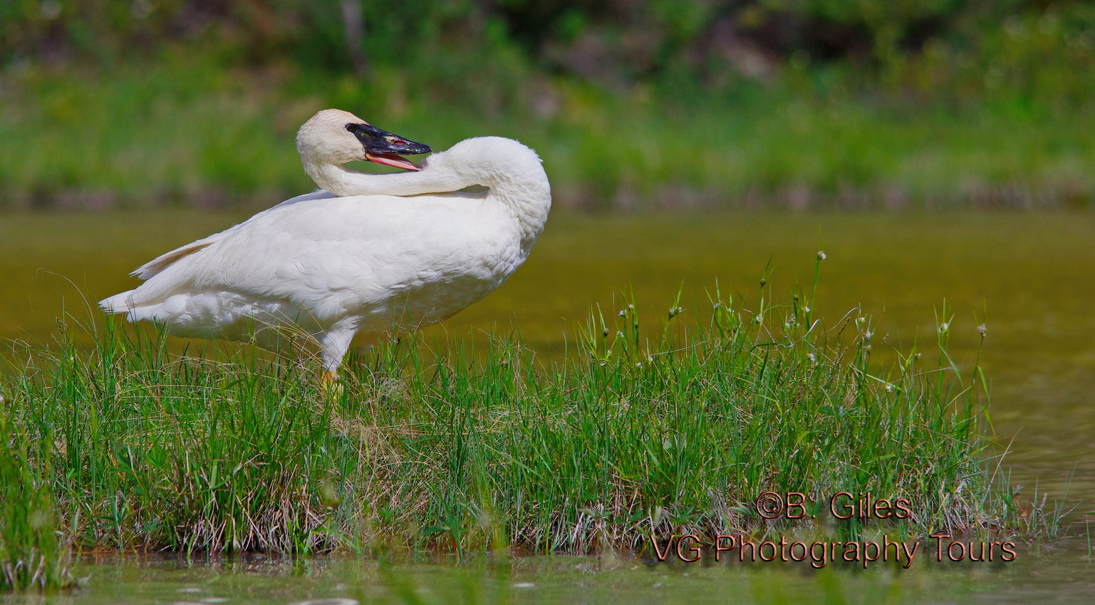 Sigma 150-500mm F5-6.3 DG OS HSM sample photo. Rare bird with a hard to reach spot photography