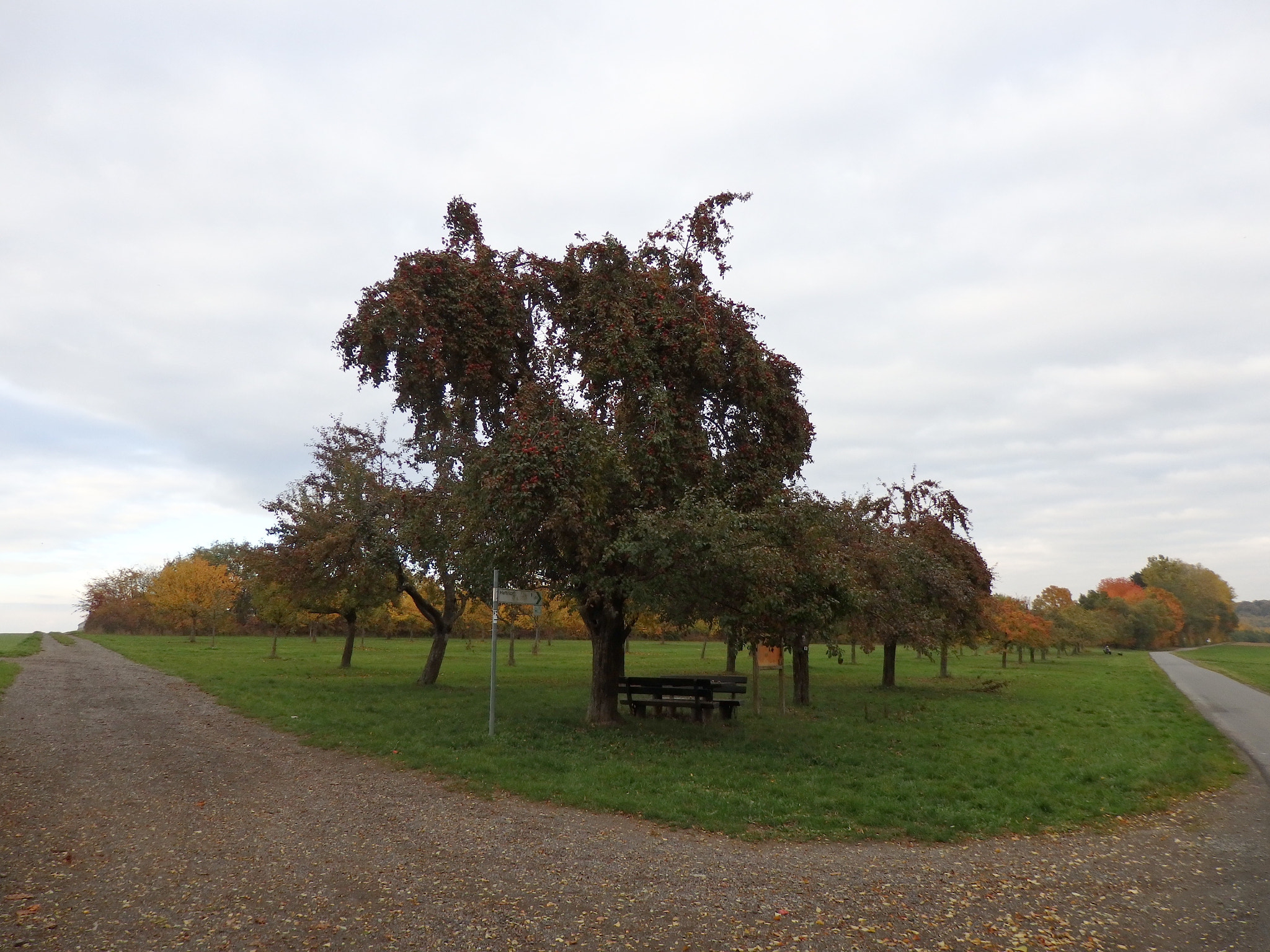 Olympus SH-2 sample photo. Tree at the crossroads photography