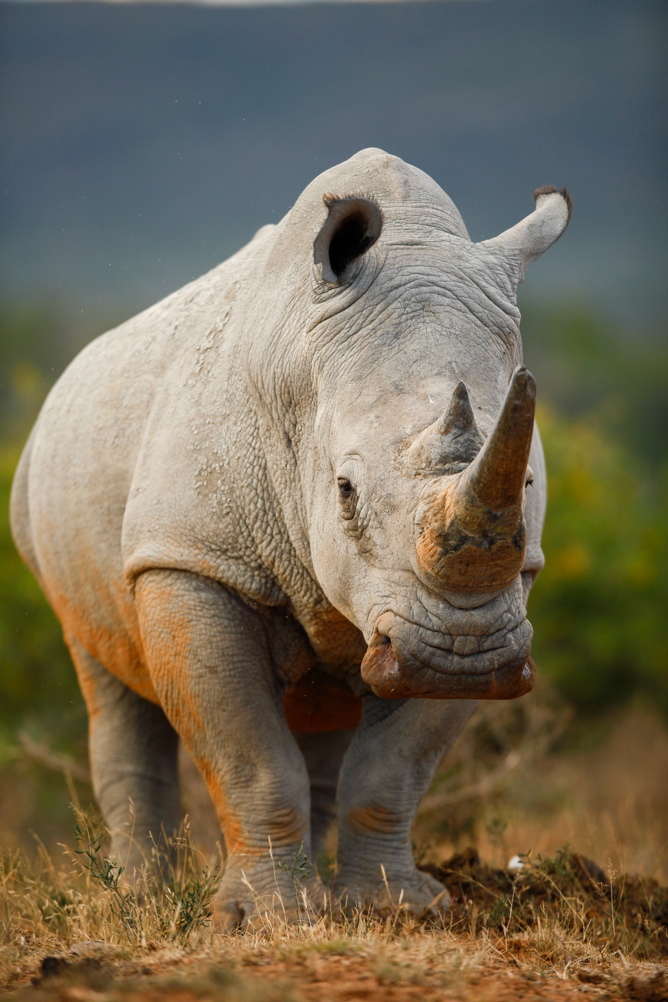 Canon EOS 5D Mark II + Canon EF 400mm F2.8L IS USM sample photo. White rhino bull photography