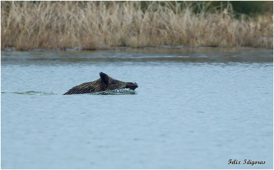 Canon EF 500mm F4L IS USM sample photo. Nadando en salburua photography