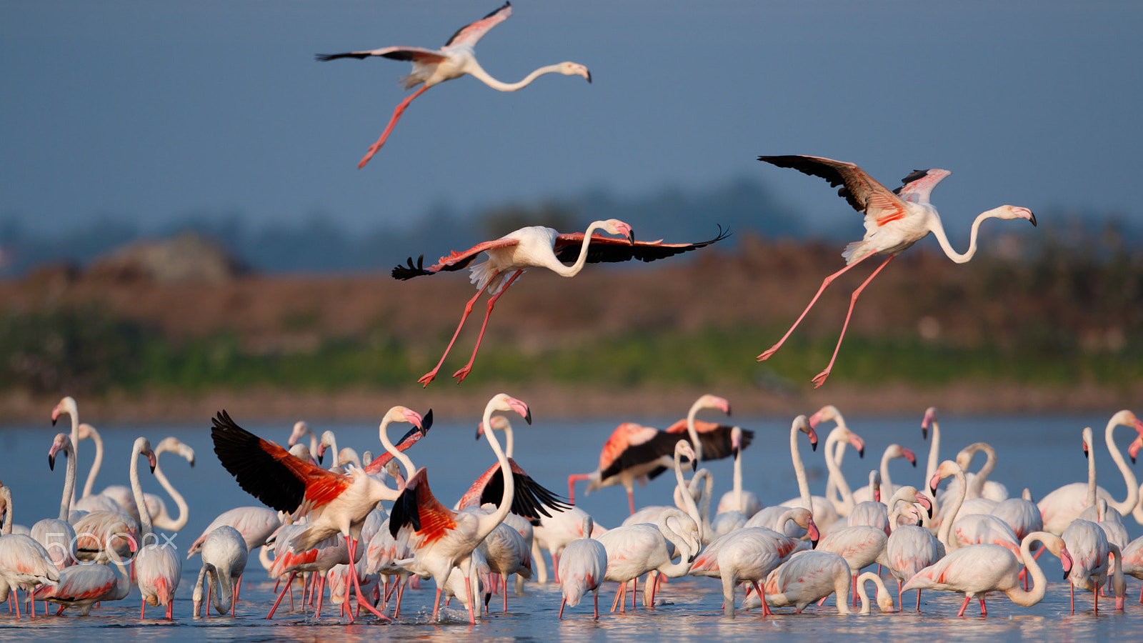 Canon EF 500mm F4L IS II USM sample photo. Landings photography