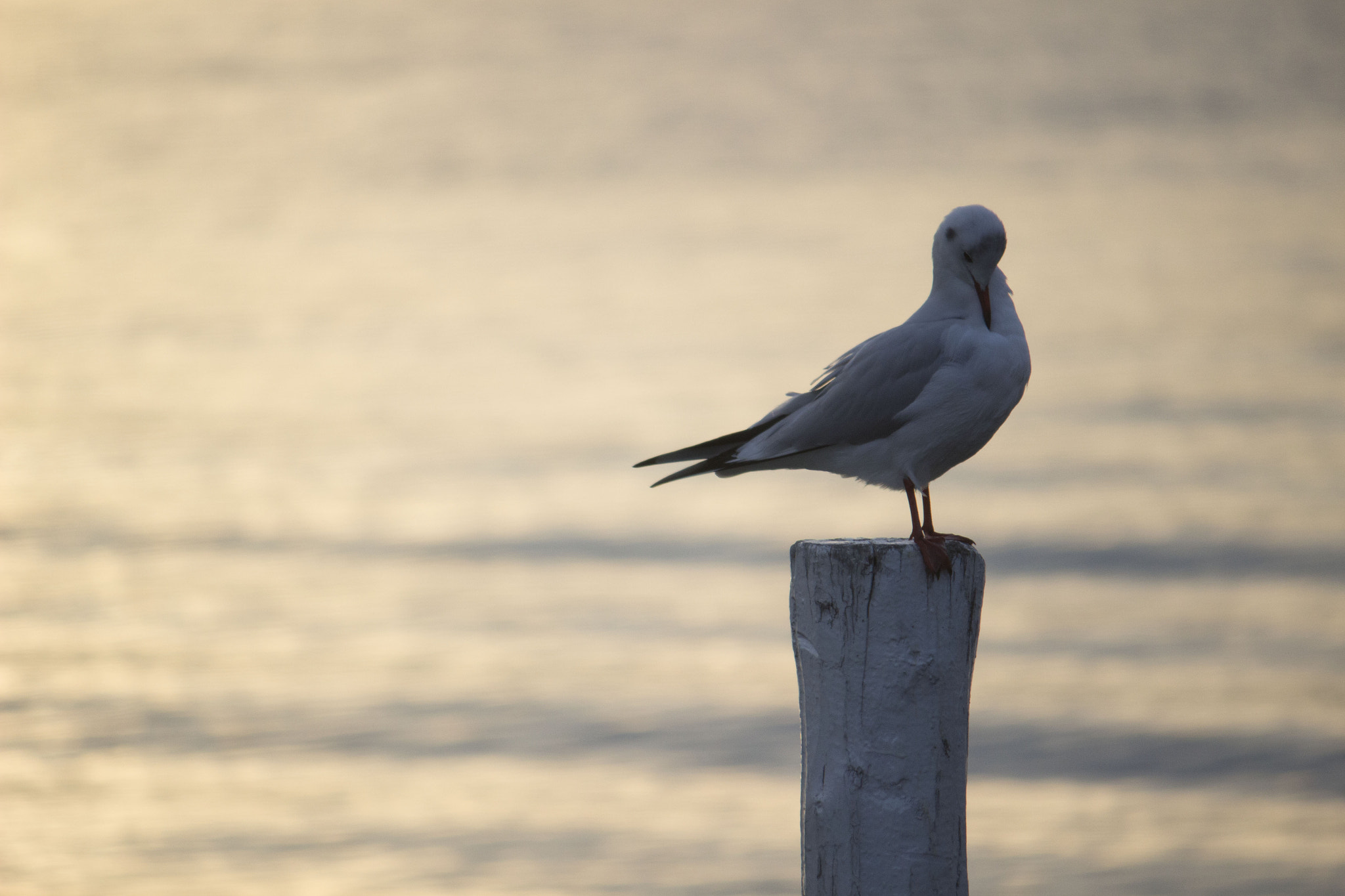 Canon EF-S 55-250mm F4-5.6 IS sample photo. "lakegull" photography