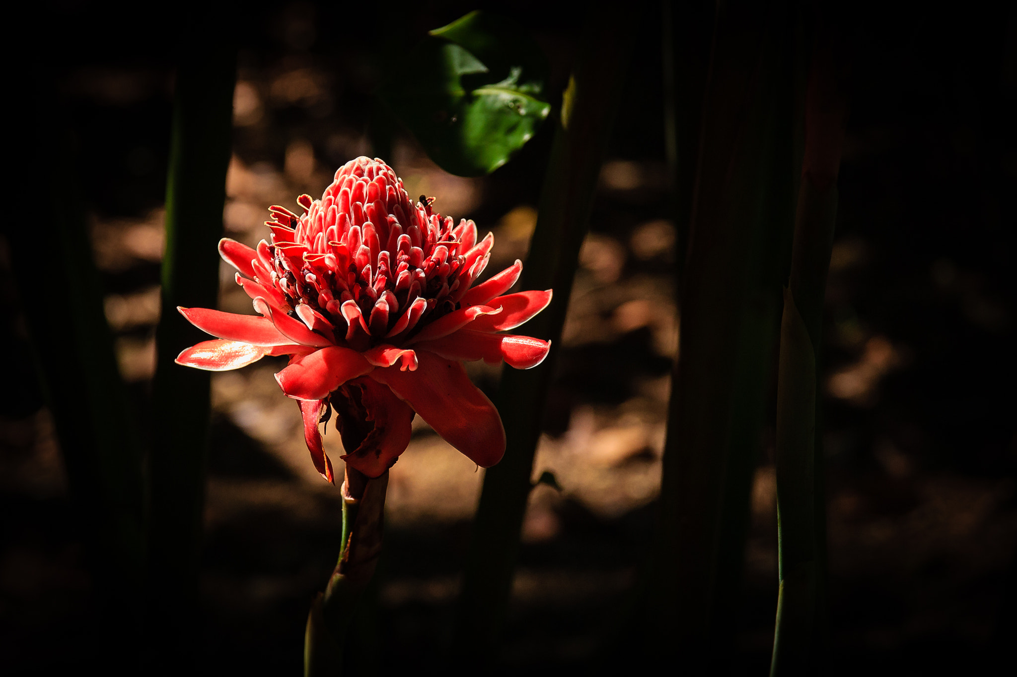 Sigma 17-70mm F2.8-4 DC Macro OS HSM sample photo. Red flower photography