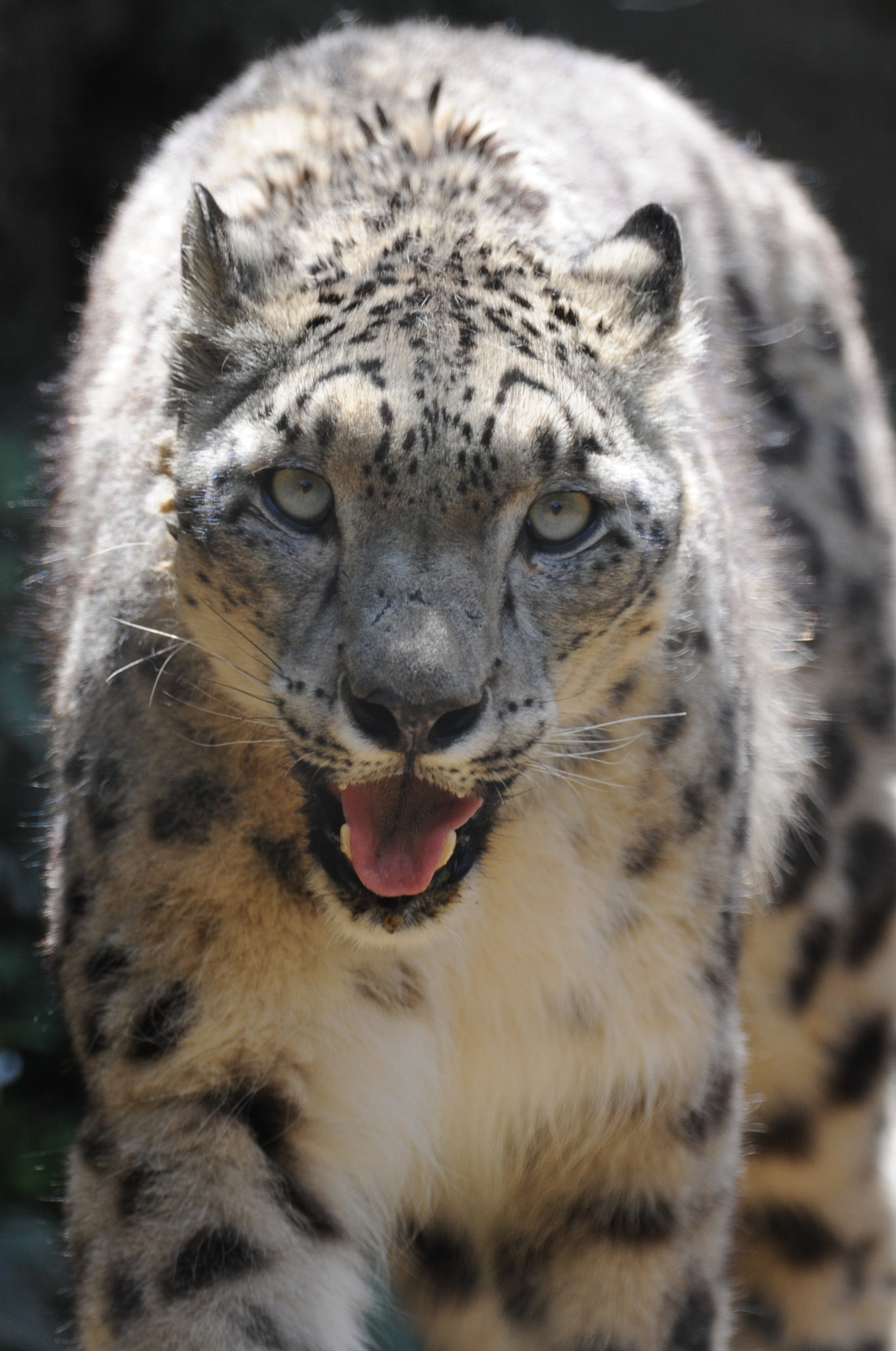 Nikon AF-S Nikkor 300mm F2.8G ED VR II sample photo. Sillent hunter photography
